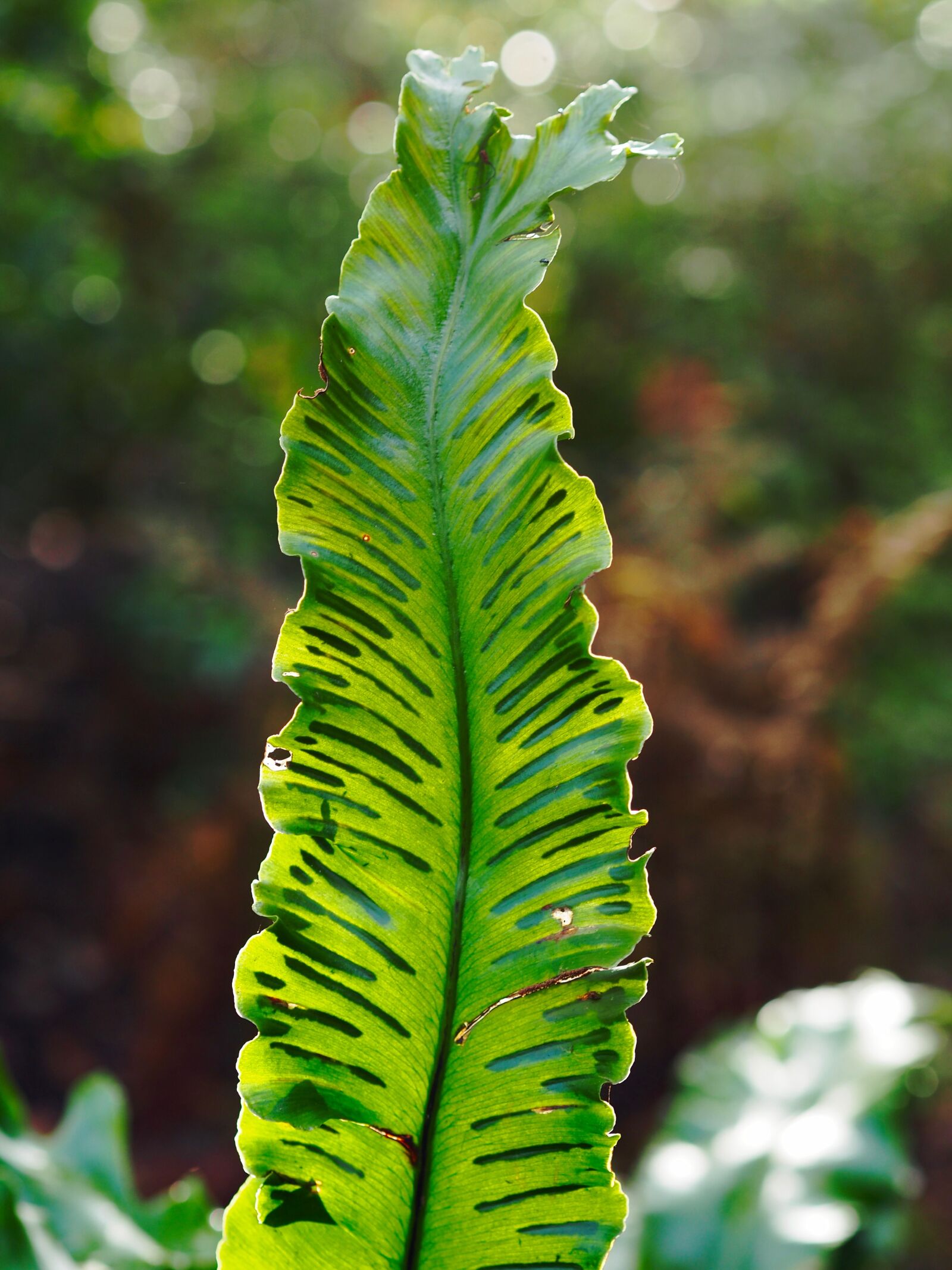 Olympus OM-D E-M5 II sample photo. Closeup, green, leaf photography