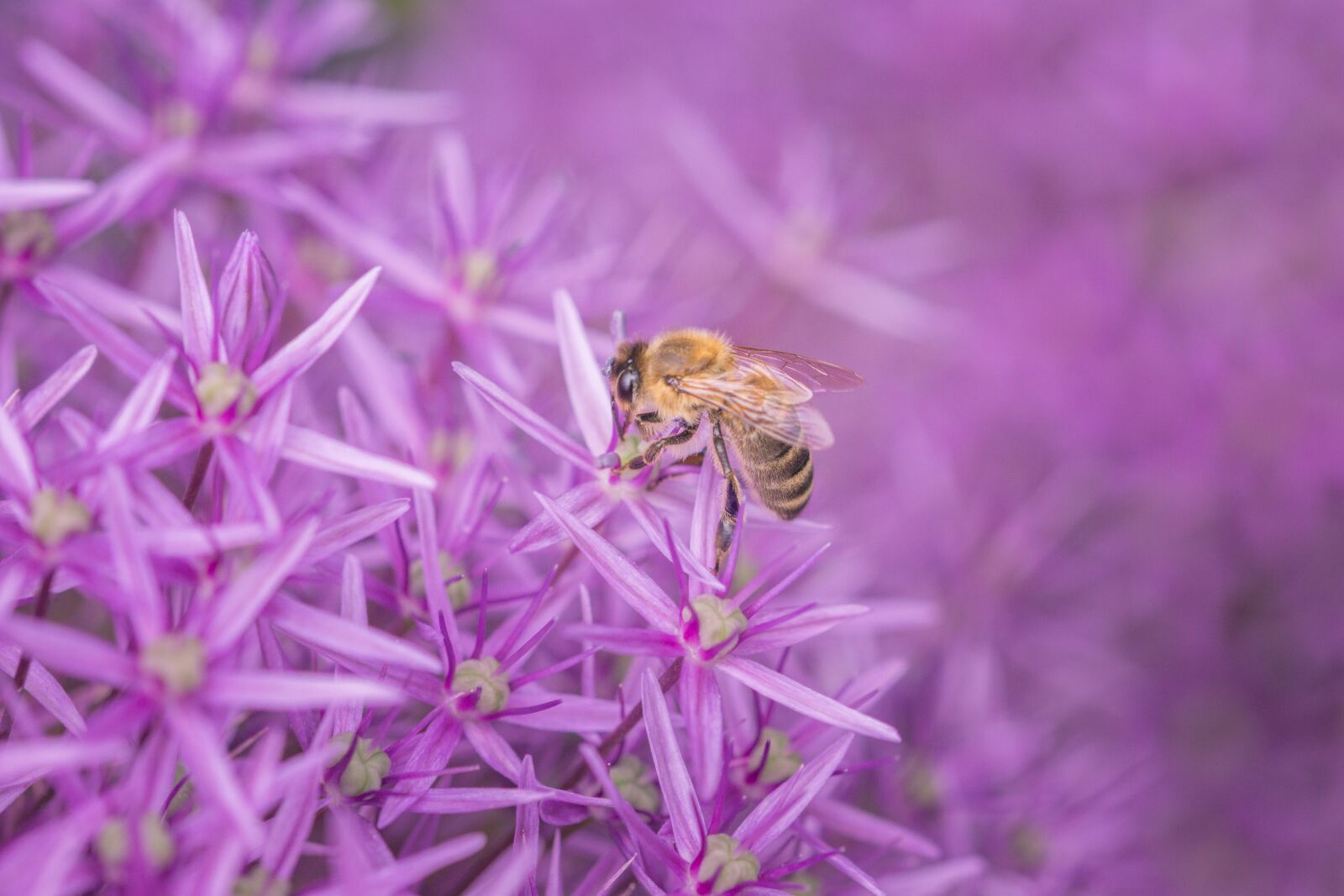 Sony SLT-A77 + 105mm F2.8 sample photo. Bee, flower, purple photography