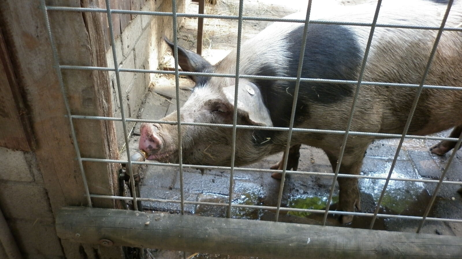 Panasonic DMC-F3 sample photo. Allat, ivas, pets, sertesek photography