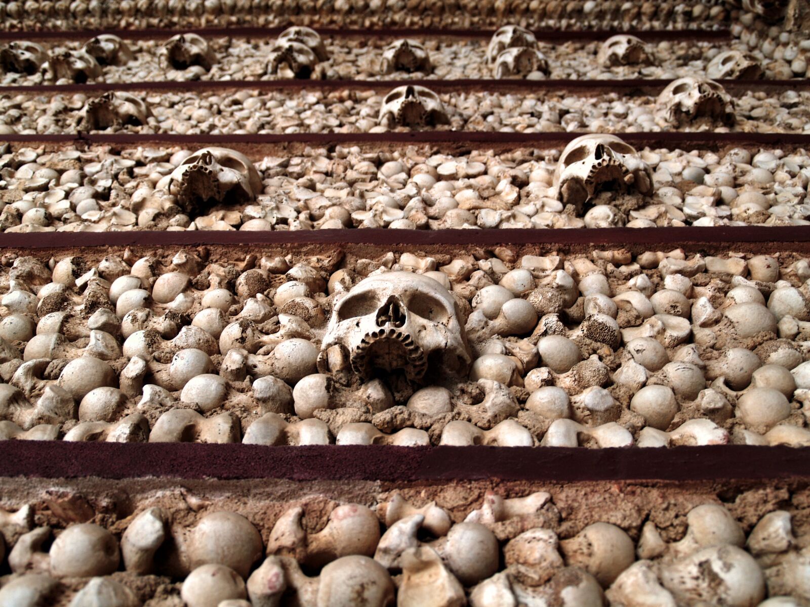 Olympus E-500 (EVOLT E-500) sample photo. Bone, skull, skeleton photography