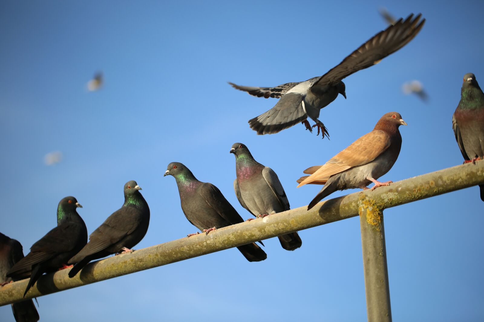 Canon EF 100mm F2.8L Macro IS USM sample photo. Bird, animal world, nature photography