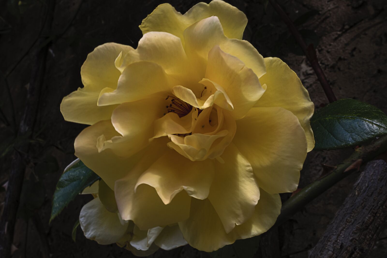 Canon EOS 700D (EOS Rebel T5i / EOS Kiss X7i) sample photo. Yellow rose, yellow, flower photography