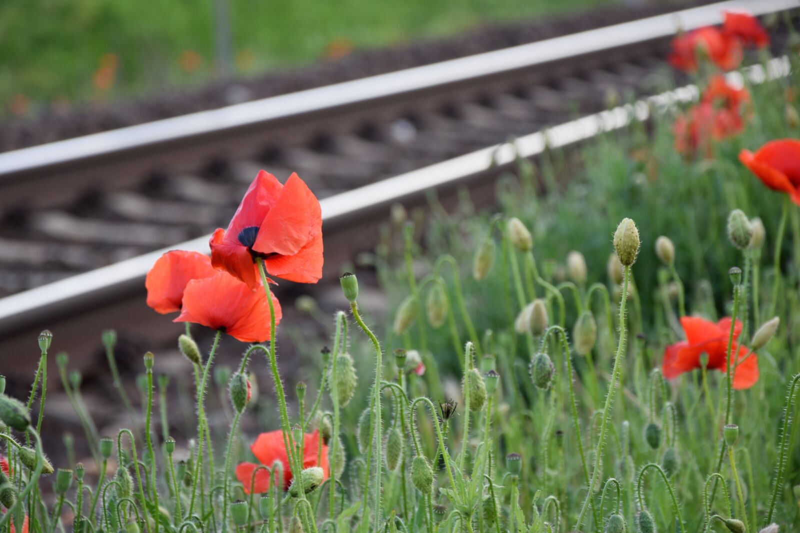 Nikon D3300 sample photo. Red poppy near railway photography