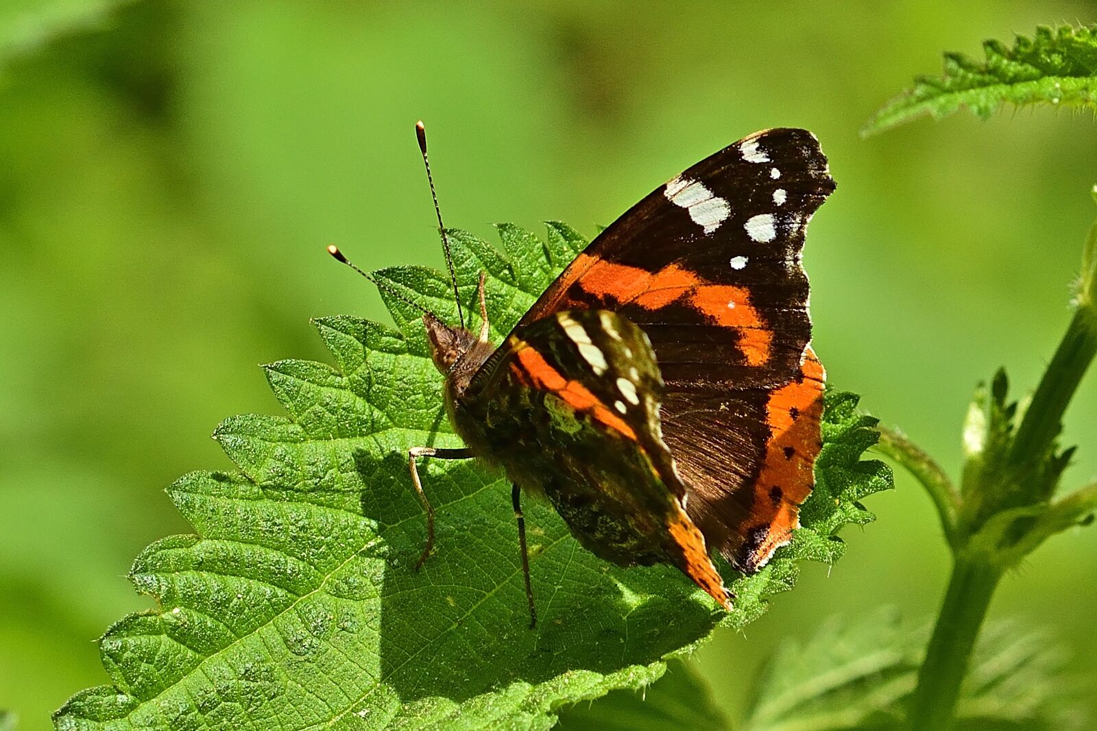 Nikon D5200 sample photo. Butterfly, admiral, close up photography