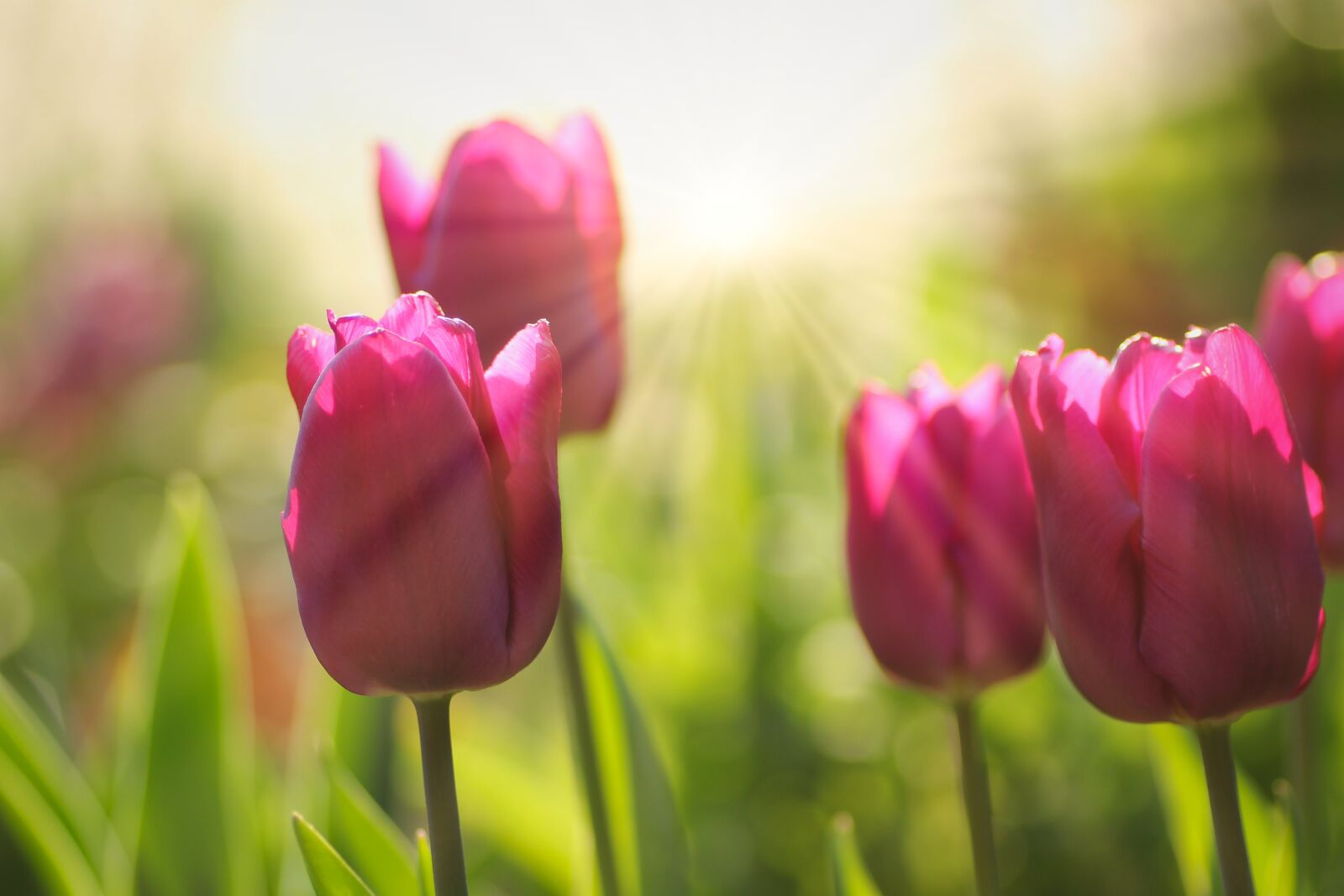 Tamron SP 90mm F2.8 Di VC USD 1:1 Macro sample photo. Tulips, sunbeam, pink photography