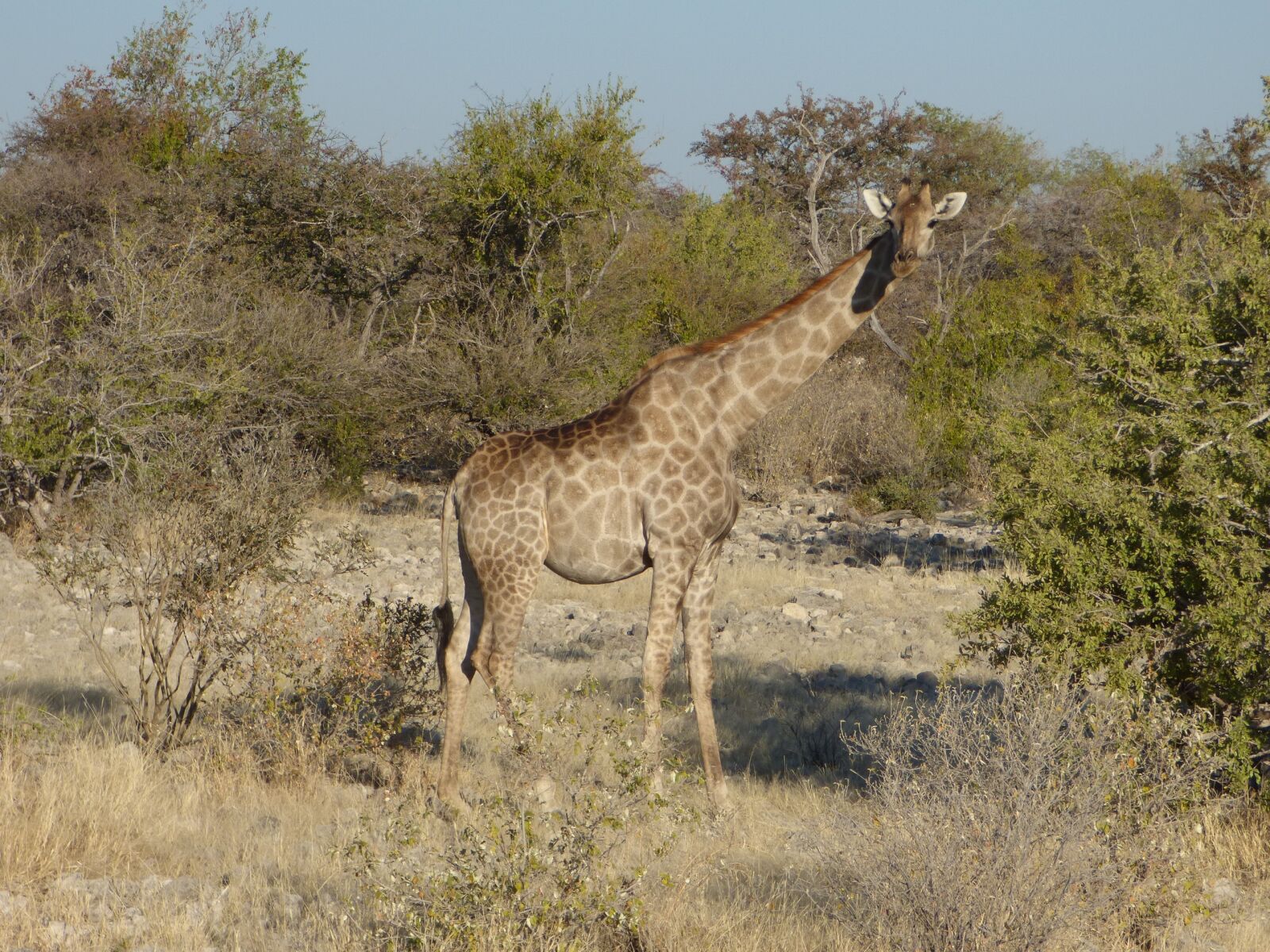 Panasonic DMC-FZ72 sample photo. Wildlife, giraffe, namibia photography
