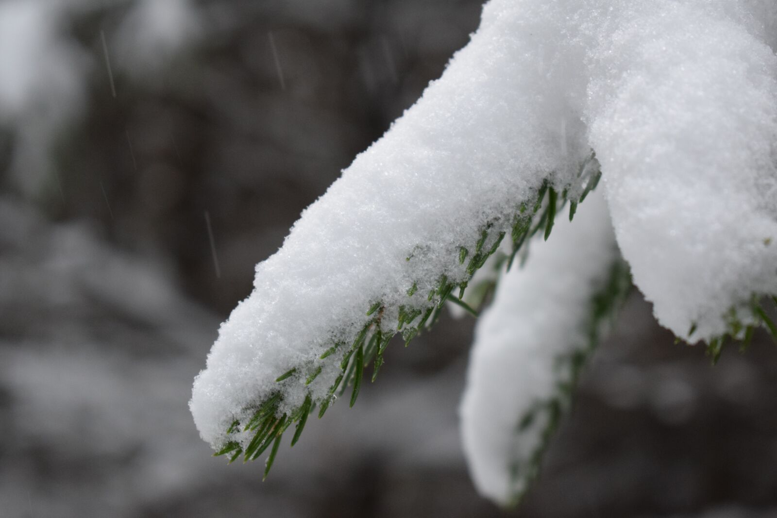 Nikon D3300 sample photo. Snow, forest, winter photography