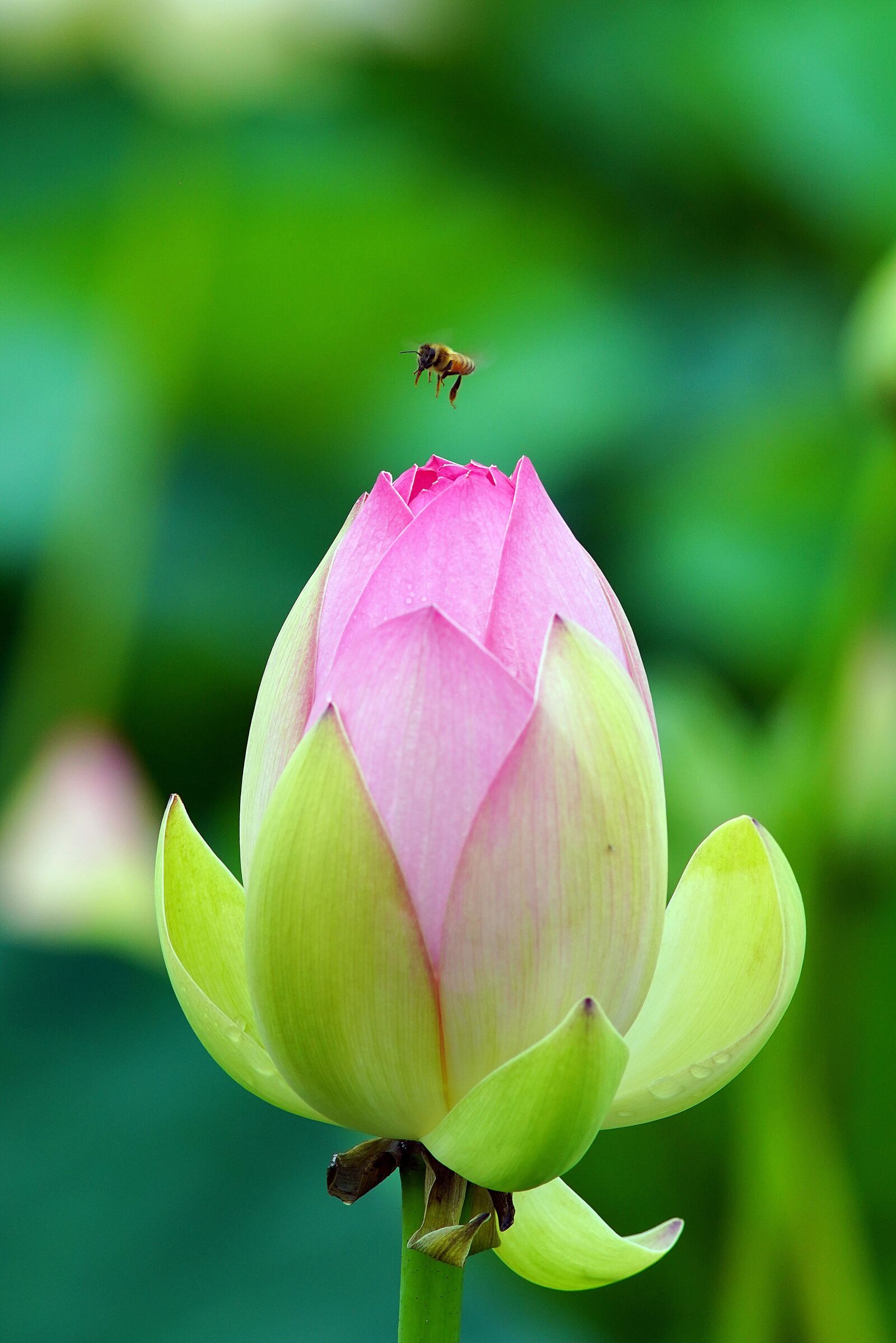 Sony DT 50mm F1.8 SAM sample photo. Butterfly, flower, nature photography