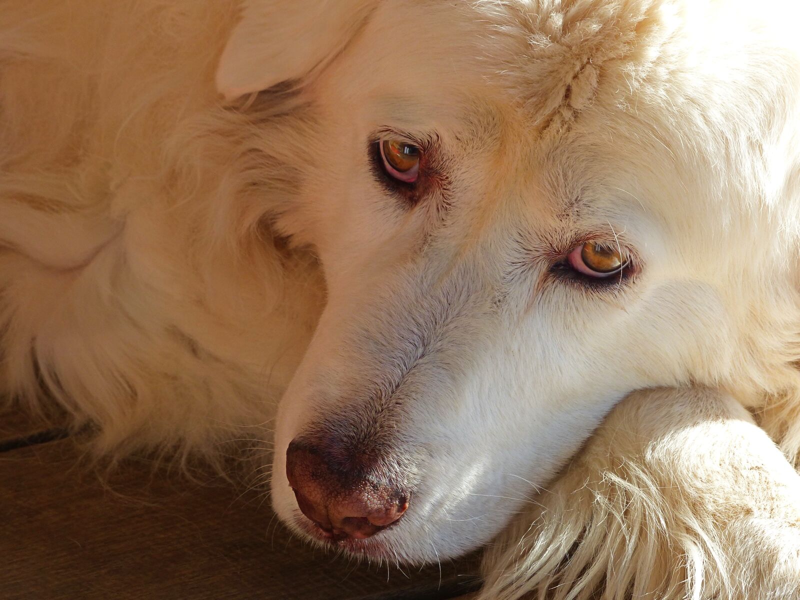 Panasonic Lumix DMC-FZ200 sample photo. Dogs, pets, animal photography