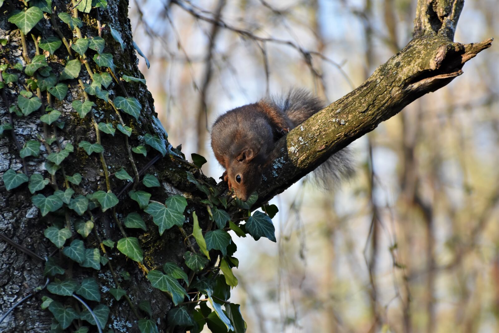 Nikon D7200 sample photo. Squirrel, verifiable kitten, rodent photography