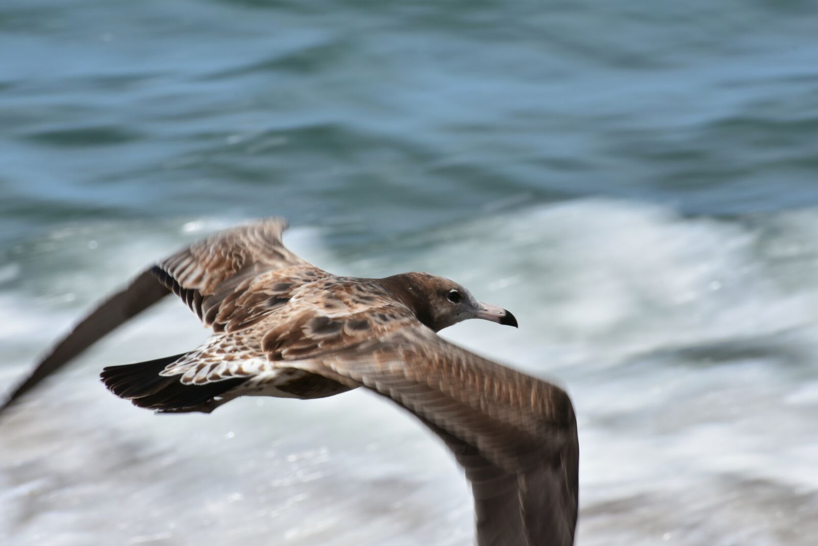 Nikon D7200 sample photo. Animal, sea, wave photography