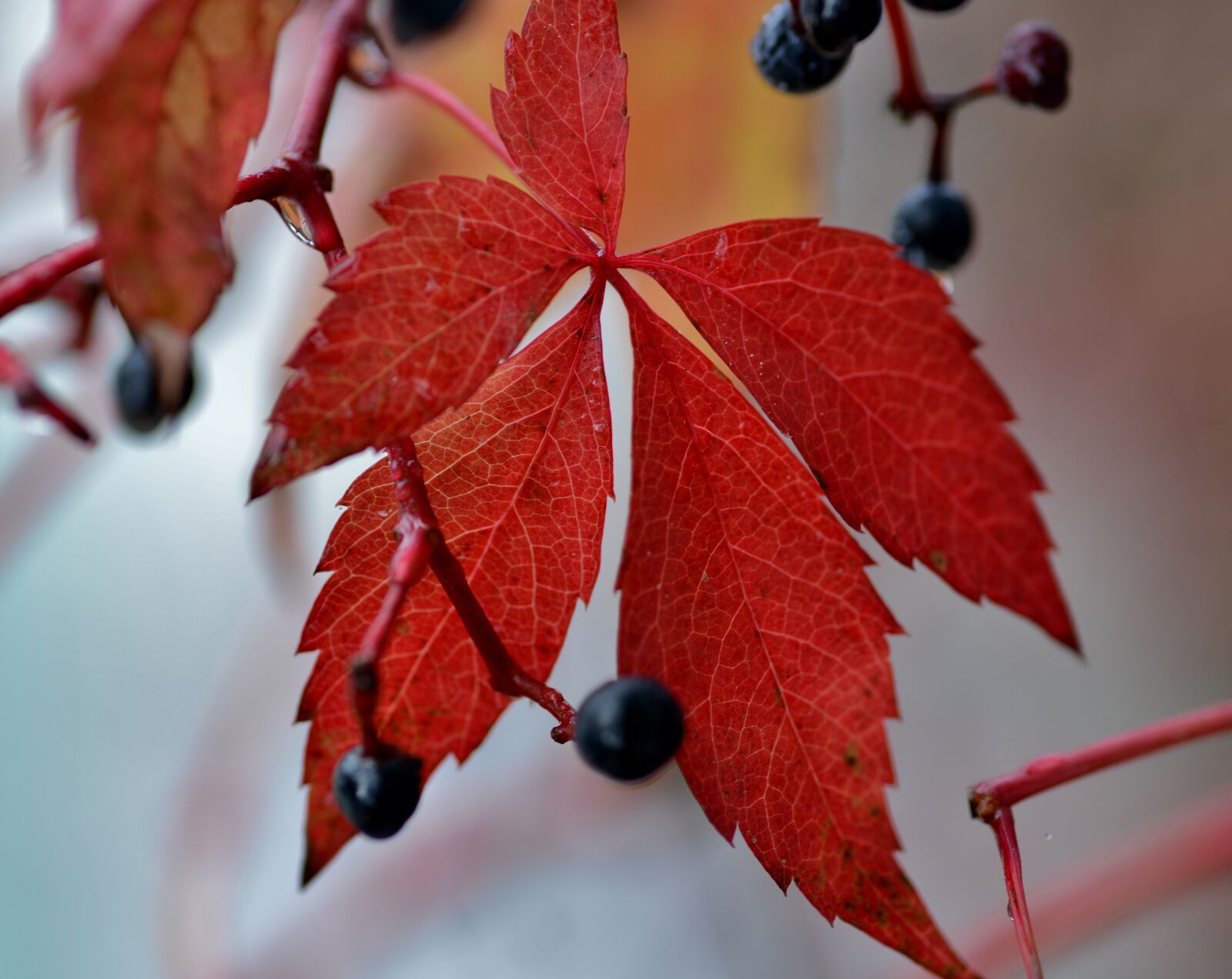 Nikon D600 sample photo. Autumn leaf, fall colors photography