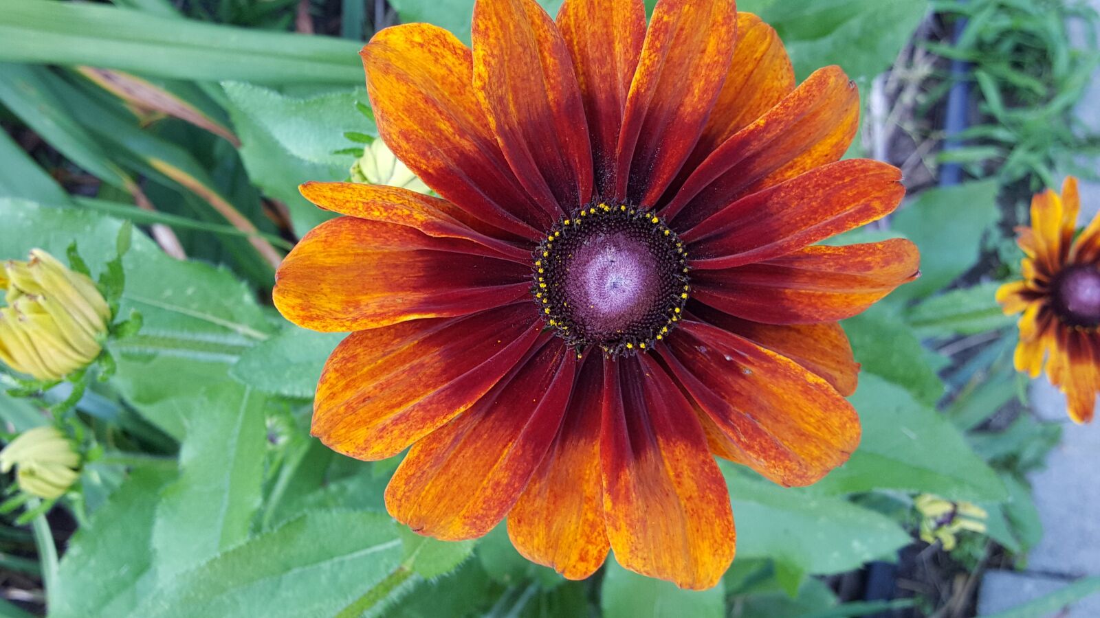 Samsung Galaxy Note5 sample photo. Echibeckia, garden, flower photography