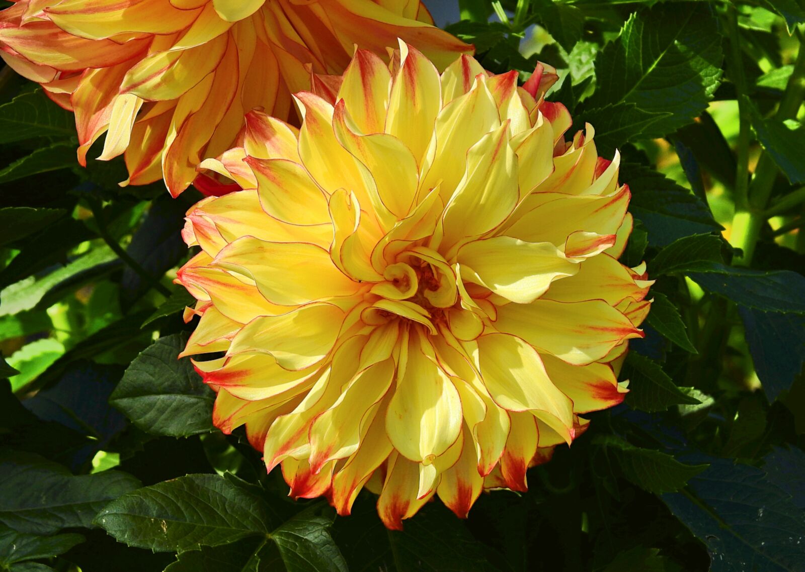 Nikon Coolpix P900 sample photo. Flowers, garden, autumn photography