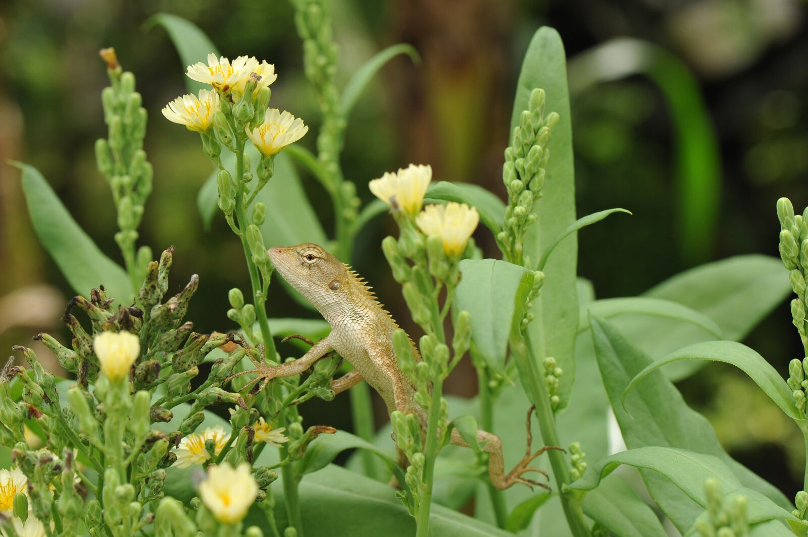 Nikon D700 sample photo. Lizard, plants, flowers photography