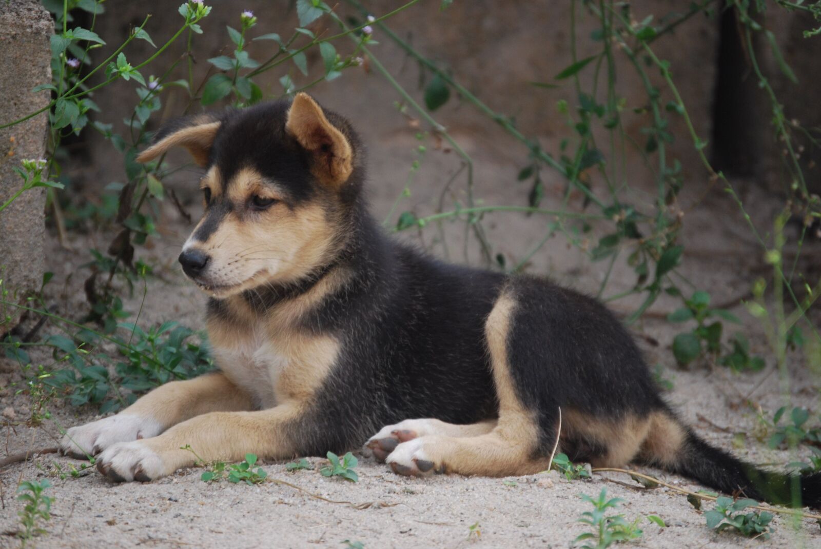 Nikon D60 sample photo. Puppy, resting, animal photography