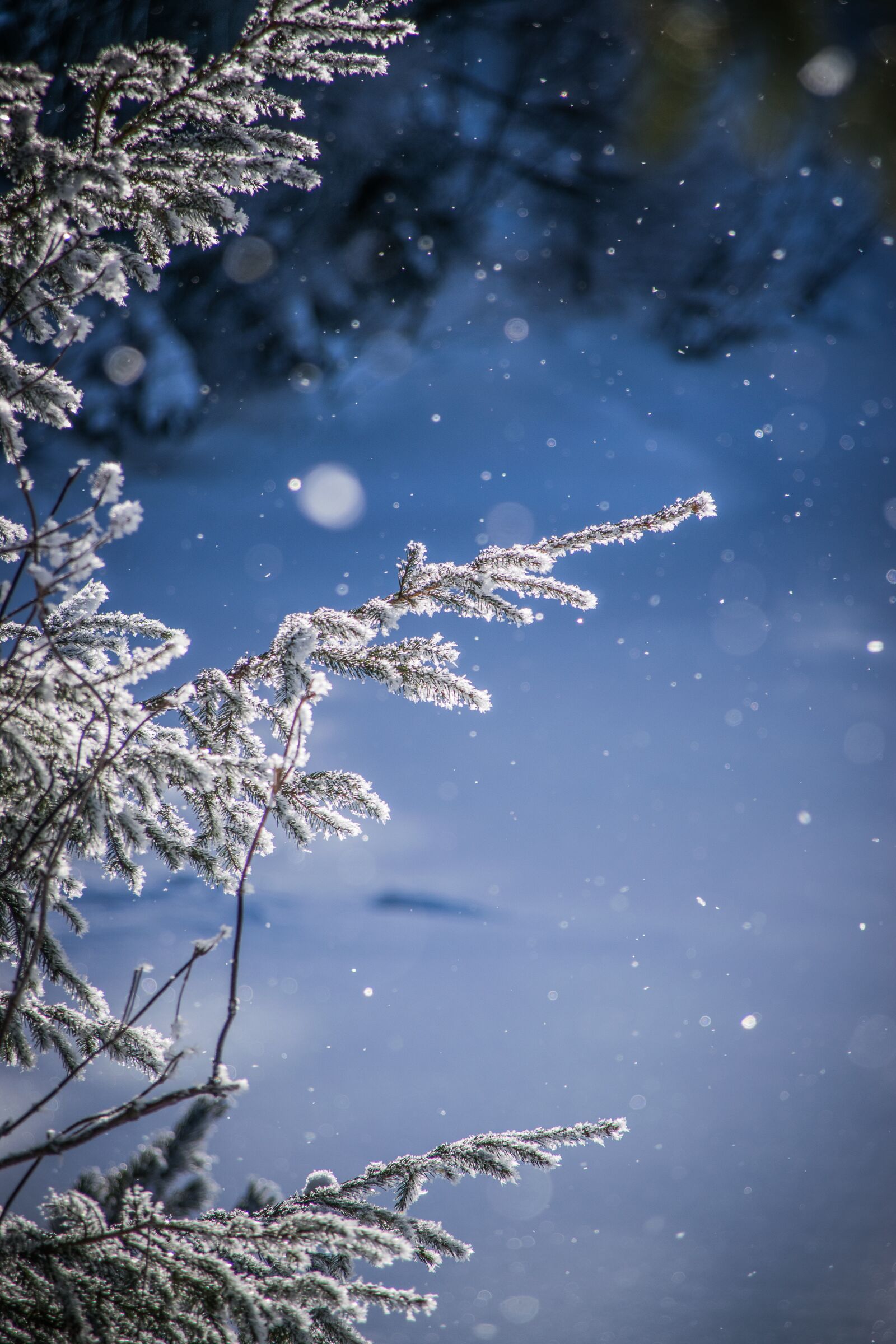 Nikon D5300 sample photo. Winter, frost, snow photography