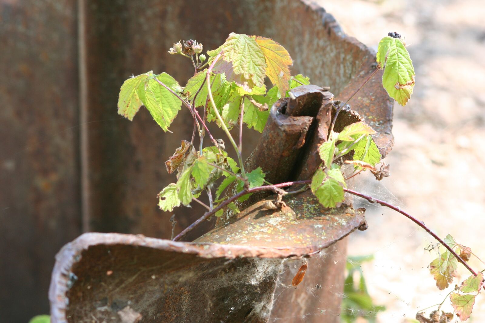 Canon EOS 350D (EOS Digital Rebel XT / EOS Kiss Digital N) sample photo. Old bent rusted sheet photography
