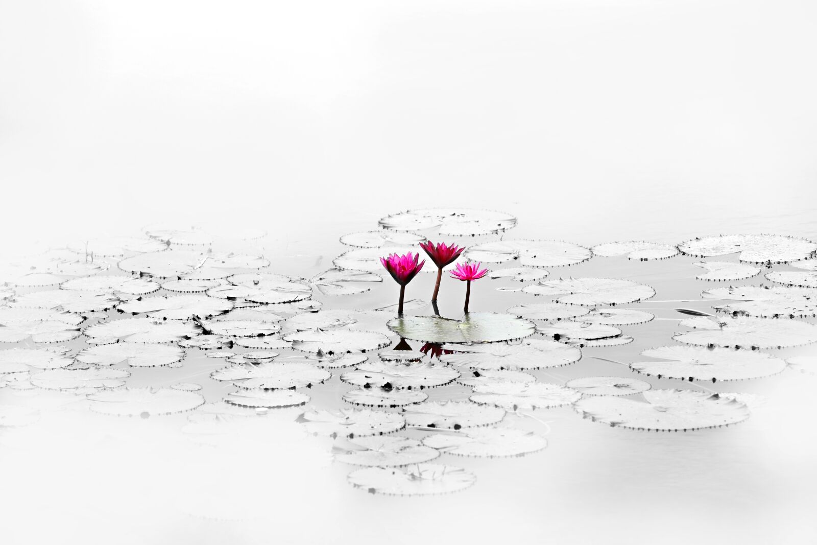 Canon EOS 5D Mark IV sample photo. Lotus, flower, quiet photography