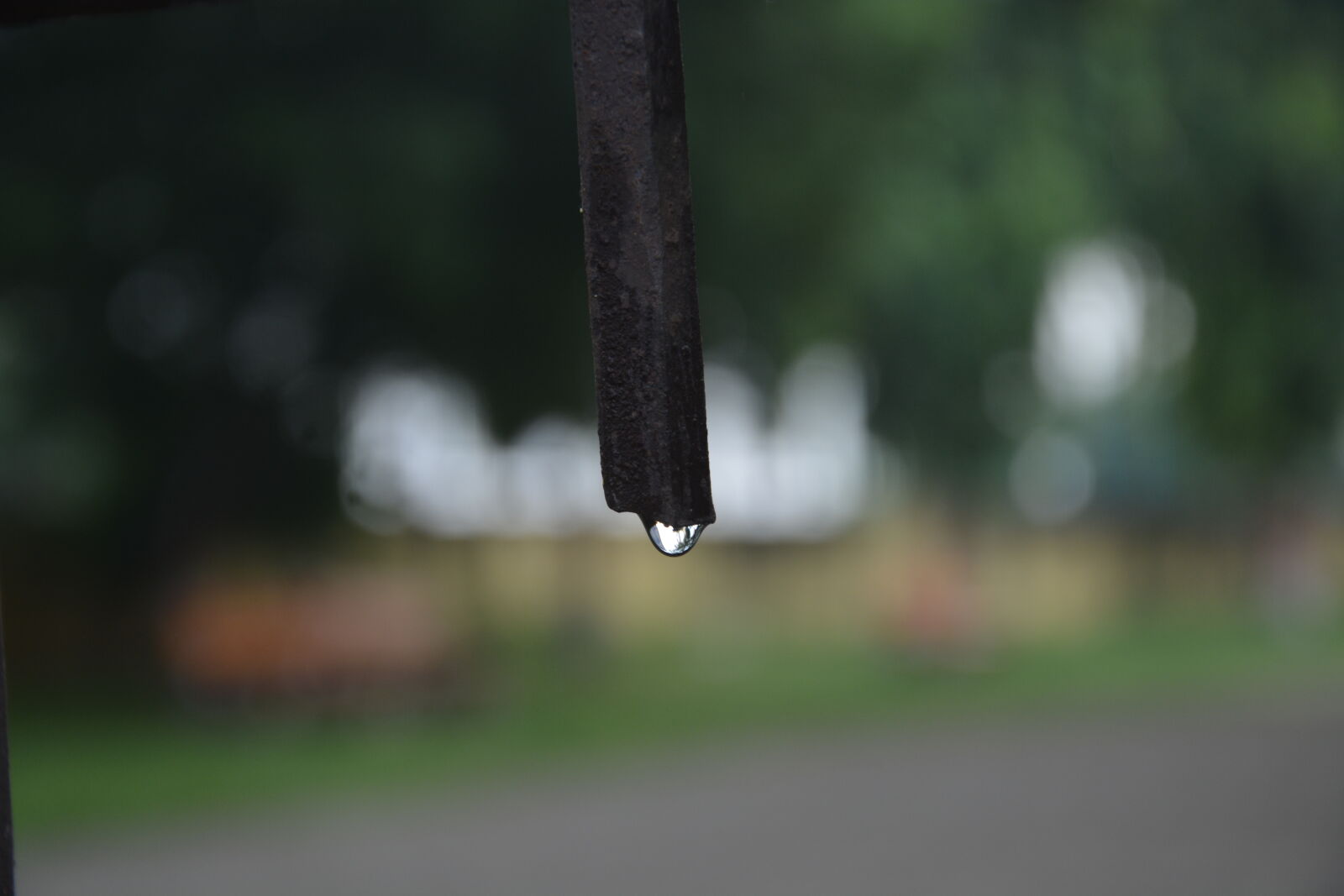 Nikon D5200 sample photo. After, the, rain, drop photography