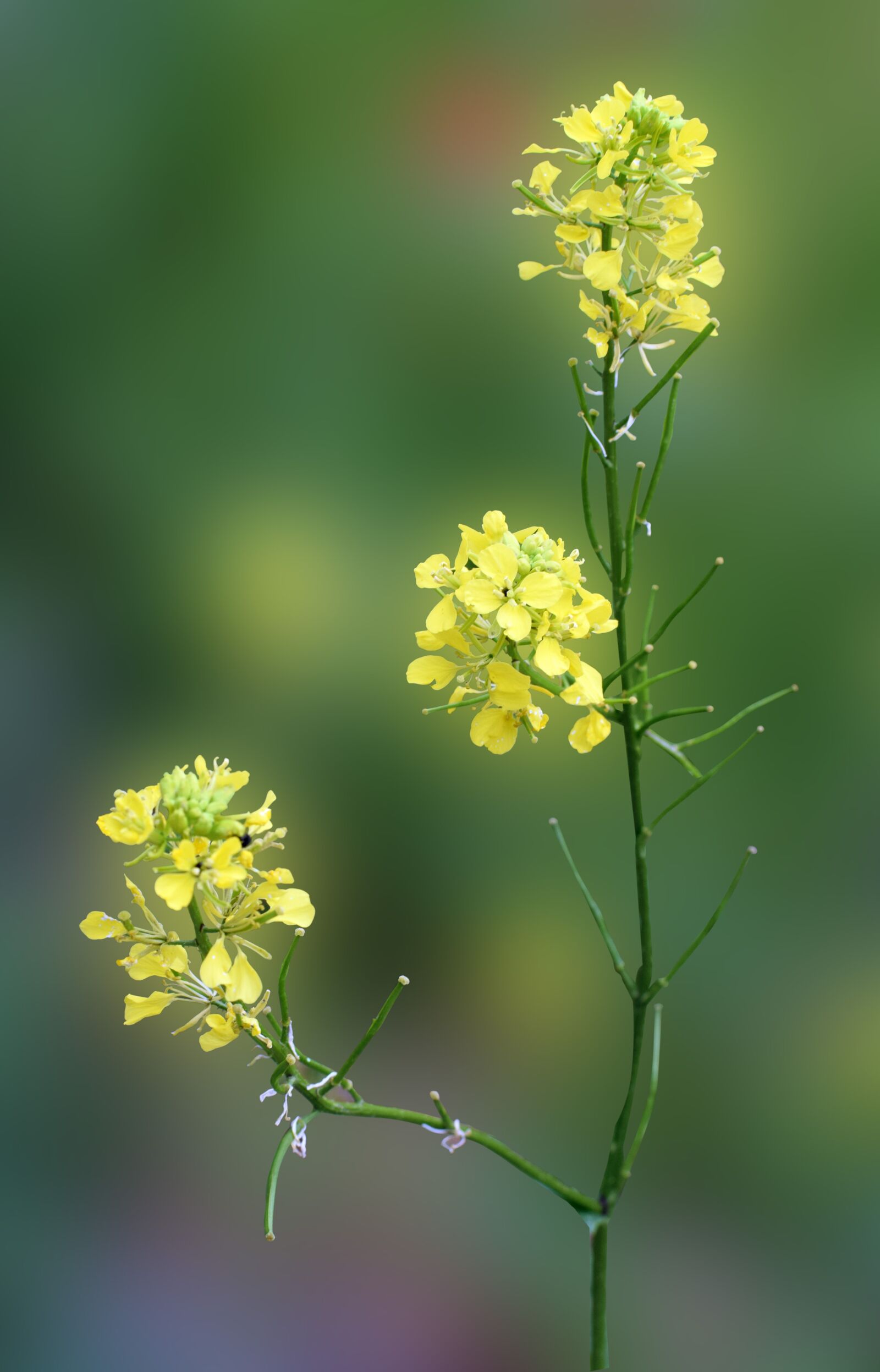 Nikon D5300 sample photo. Canola, yellow flower, plant photography