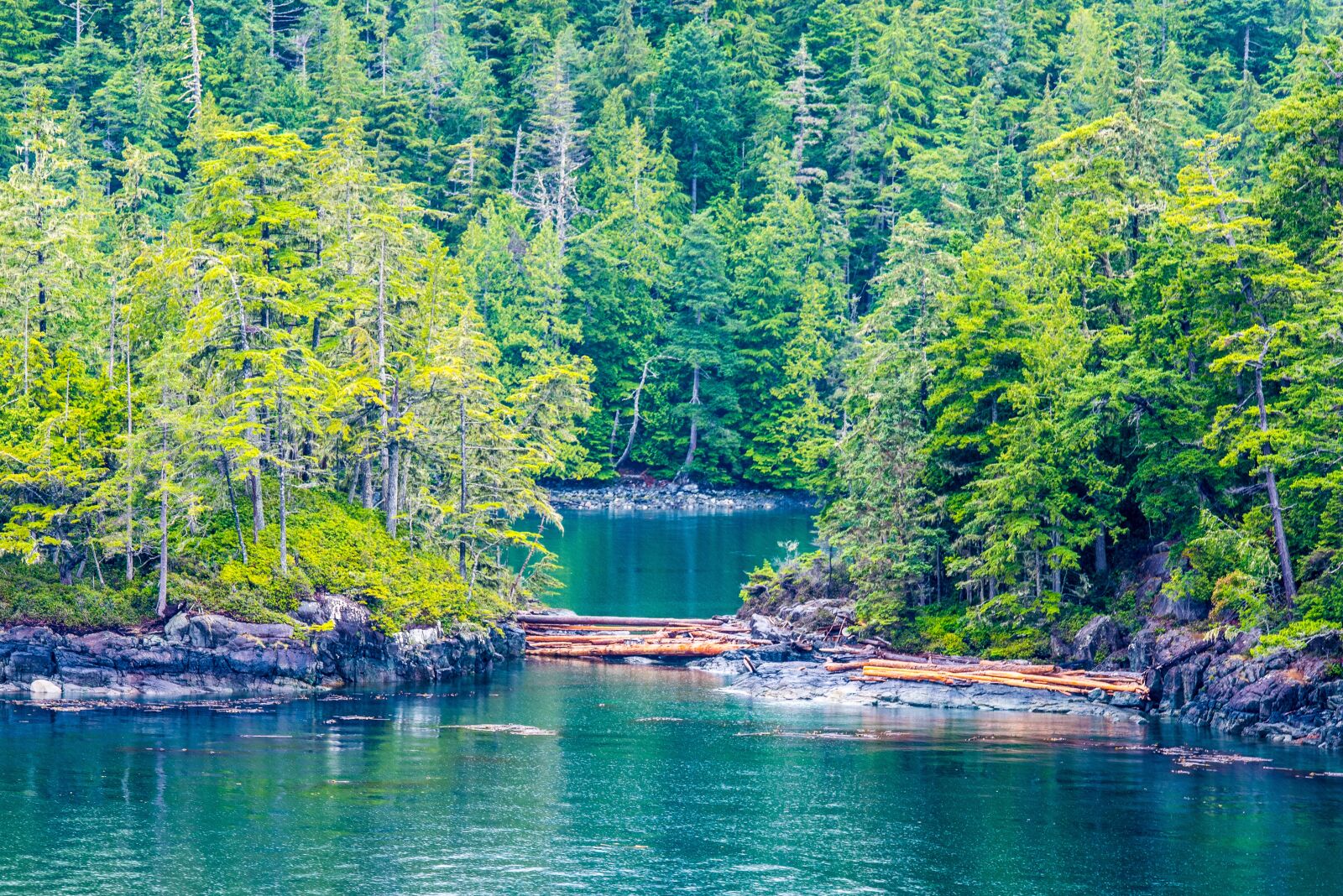 Nikon D810 sample photo. Forest, dam, woods photography