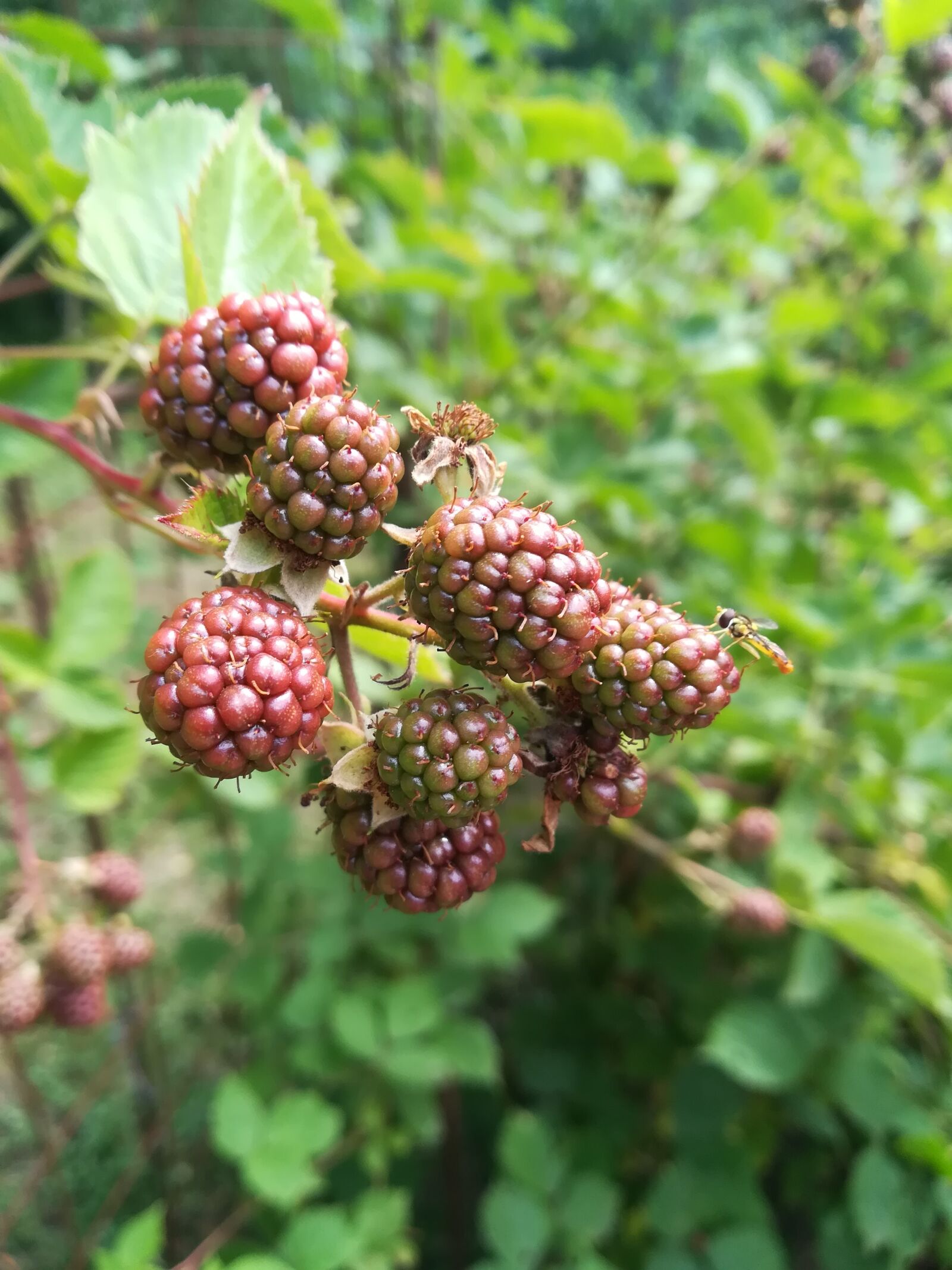 HUAWEI P10 lite sample photo. Nature, forest, landscape photography