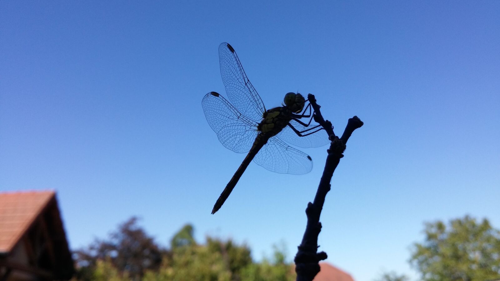 LG D855 sample photo. Silhouette of a dragonfly photography