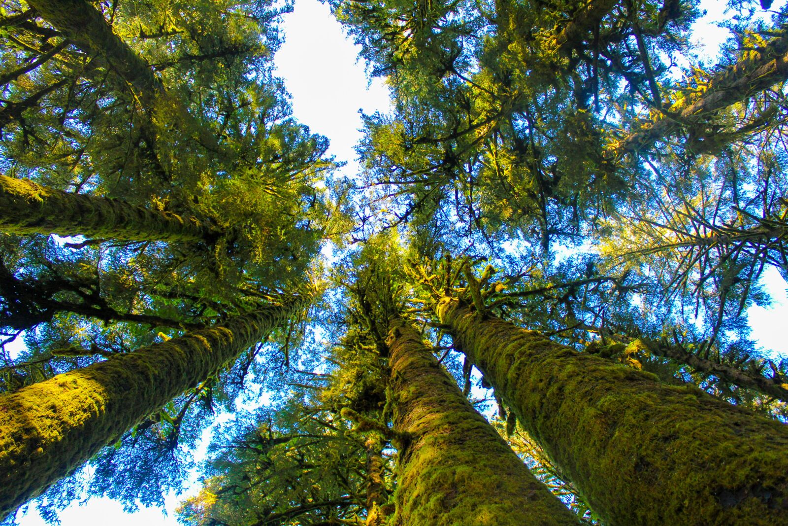 Canon EOS 1300D (EOS Rebel T6 / EOS Kiss X80) sample photo. Trees, mossy, surrounded photography
