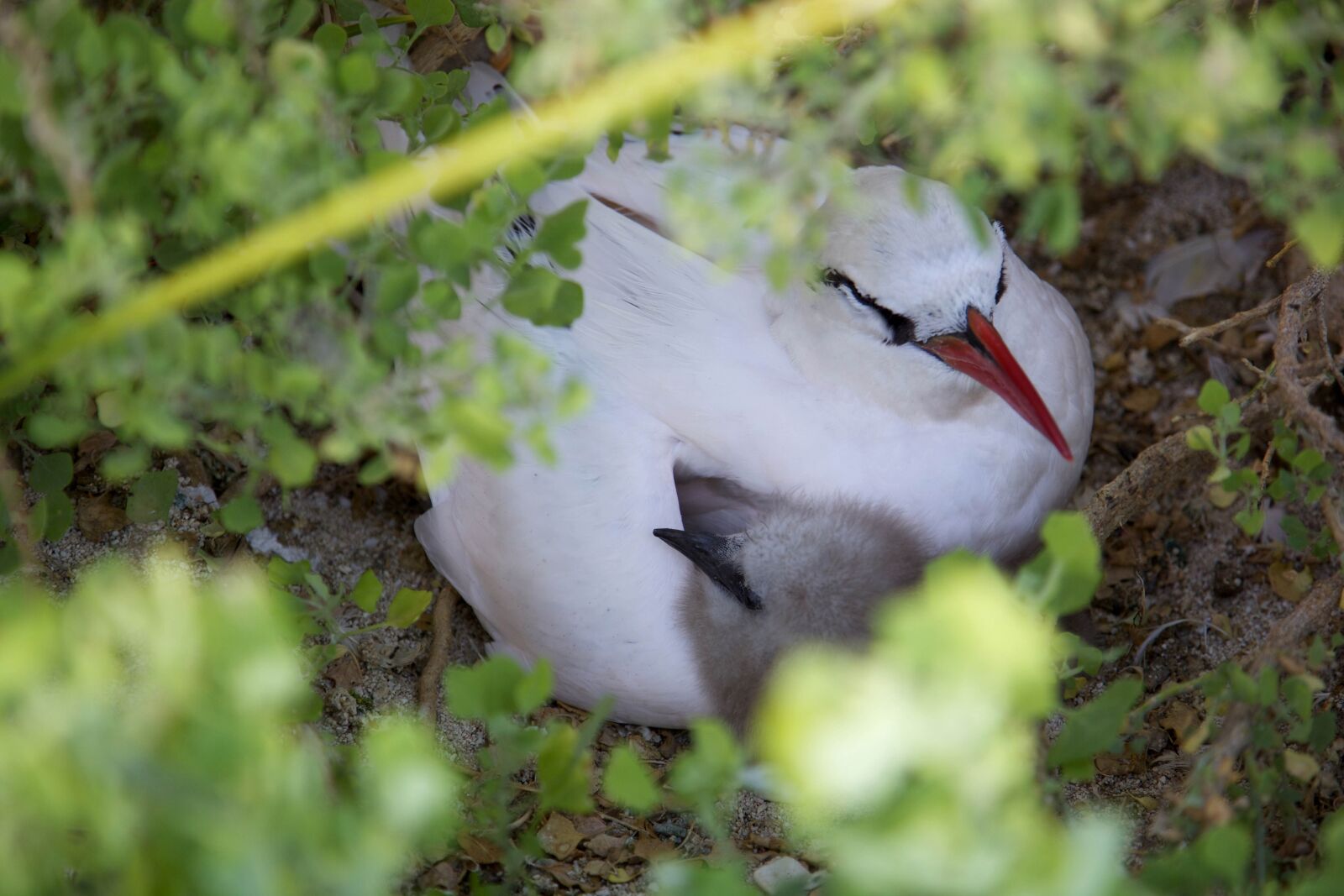 Canon EOS 5D Mark II sample photo. White, tropic, bird photography