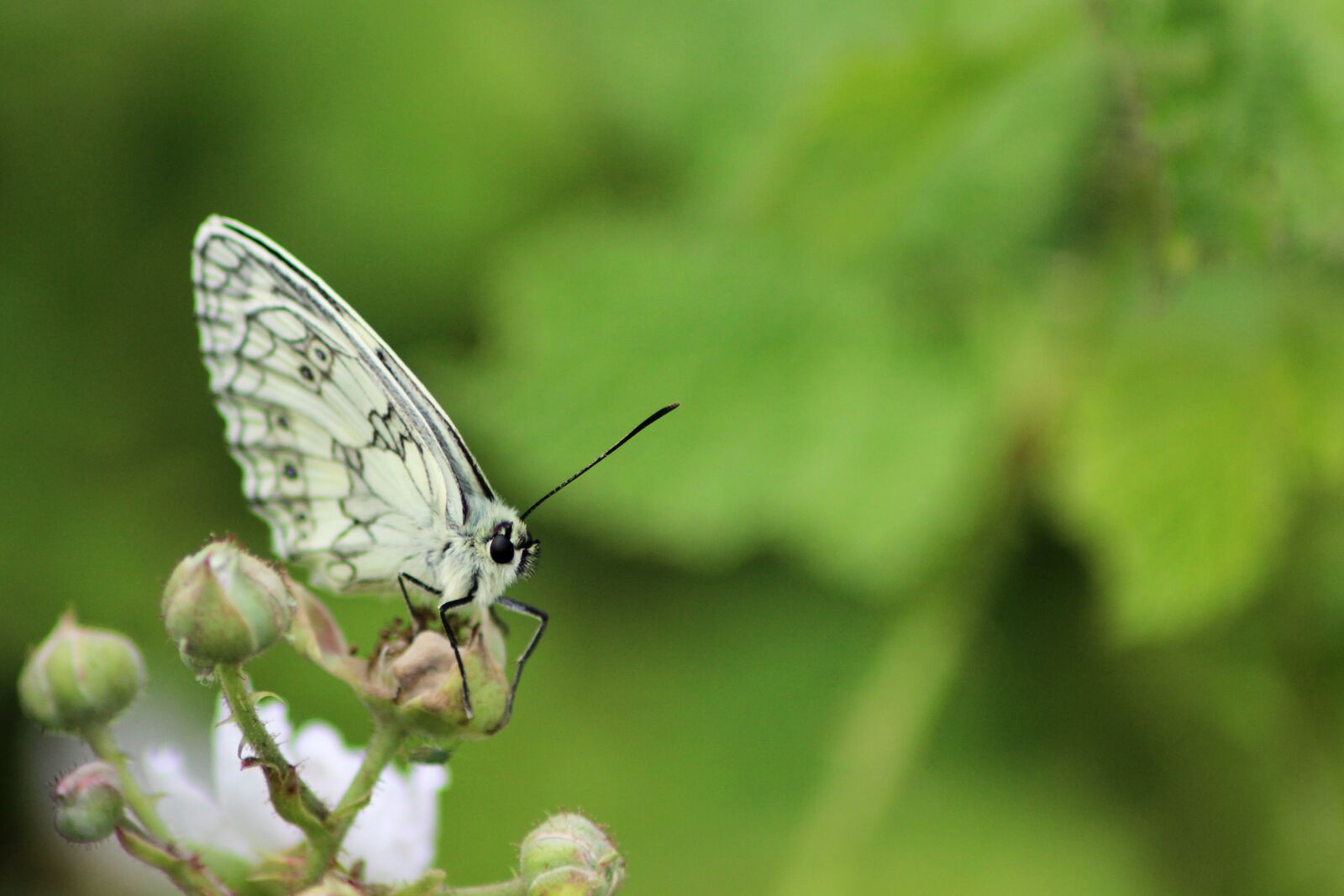 Canon EOS 600D (Rebel EOS T3i / EOS Kiss X5) sample photo. Butterfly, half-mourning, wildlife of photography