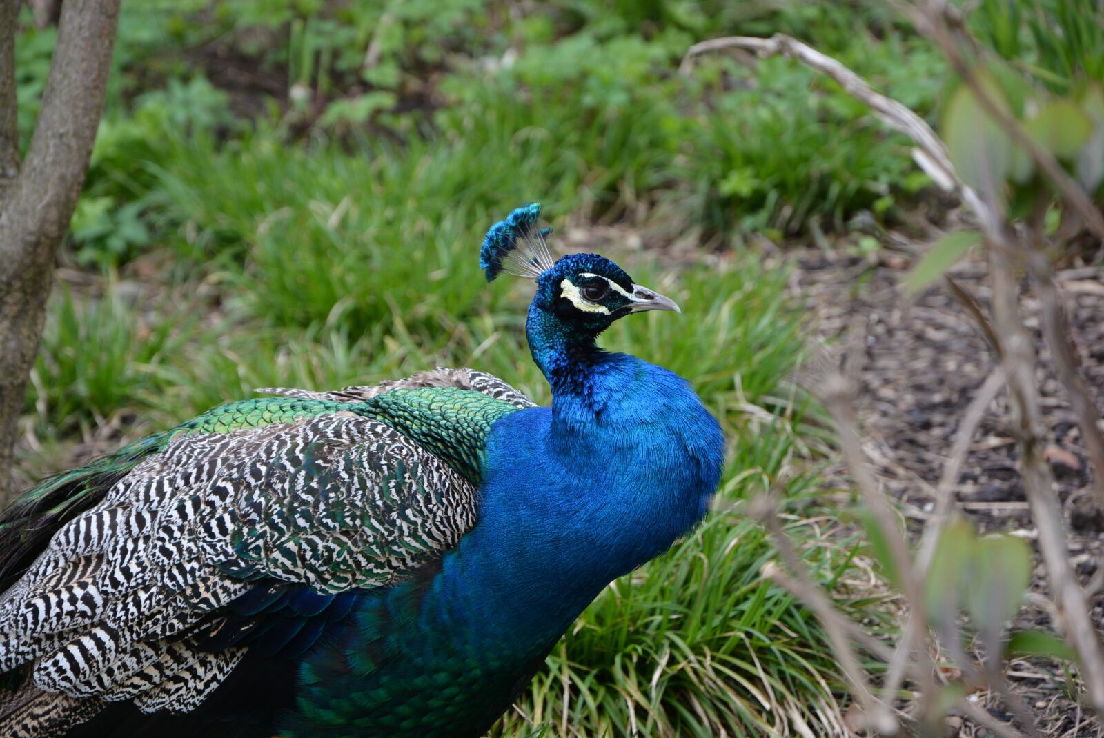 Nikon D7100 sample photo. Bird, blue, zoo photography