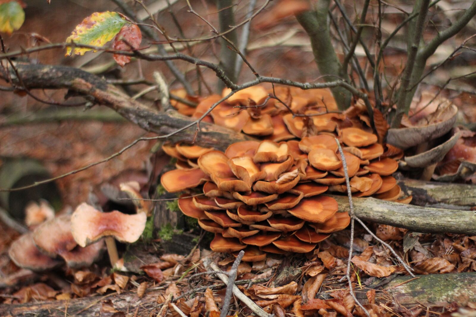 Canon EOS 1300D (EOS Rebel T6 / EOS Kiss X80) sample photo. Mushrooms, log, mushroom collection photography