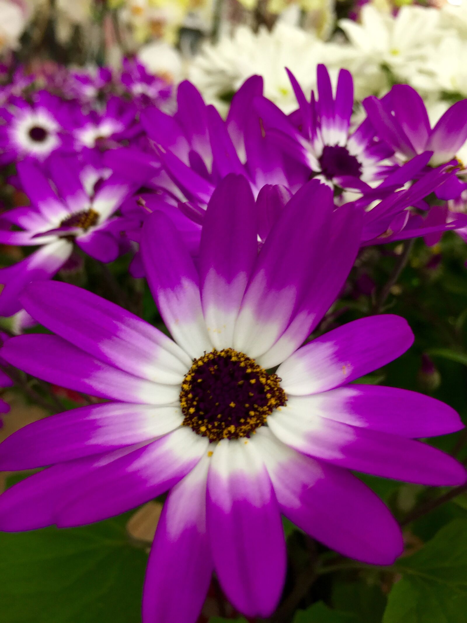 iPhone 6 Plus back camera 4.15mm f/2.2 sample photo. Bloom, blossom, close, colorful photography