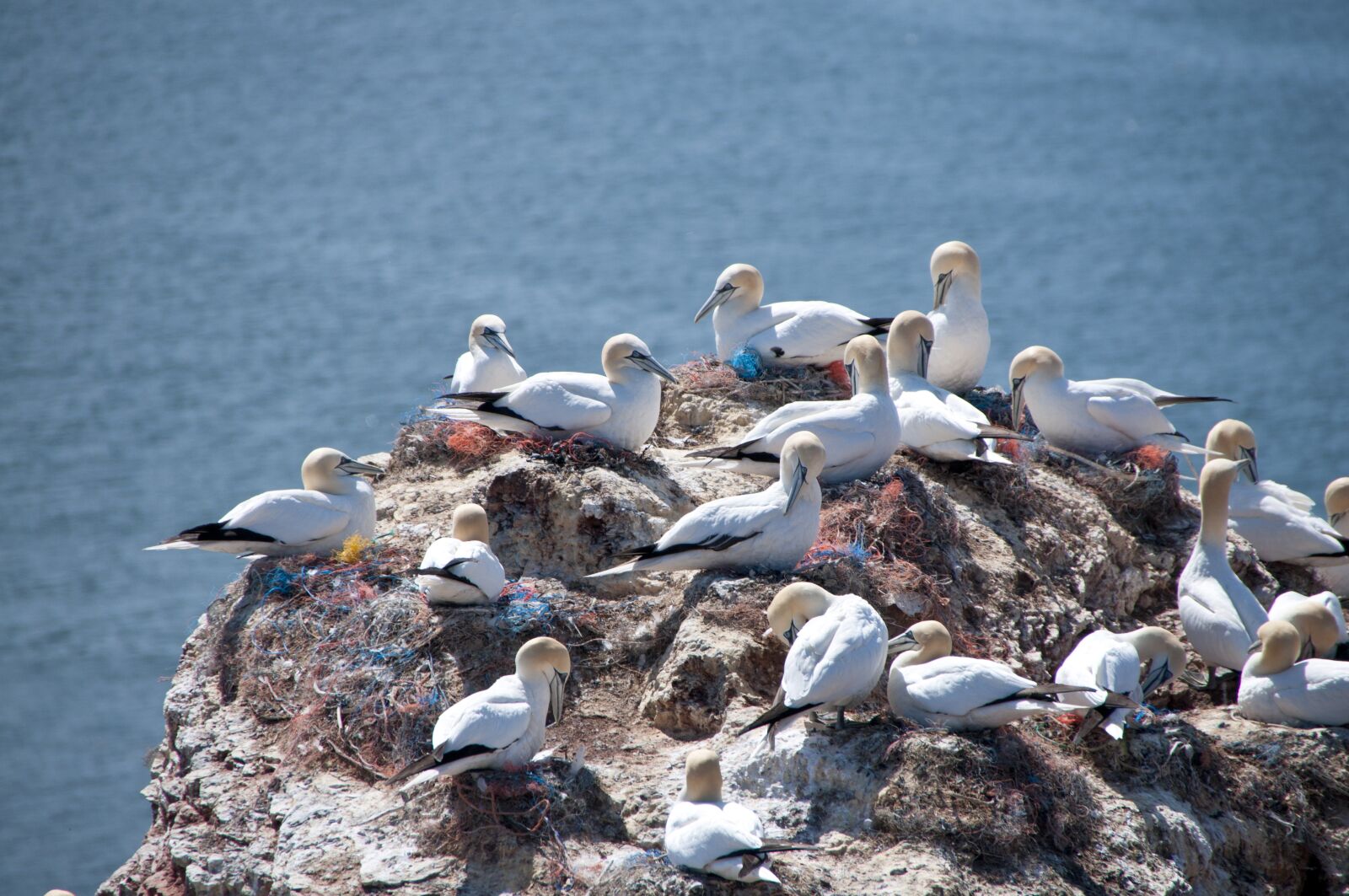 Nikon D300S sample photo. Helgoland, northern gannet, north photography