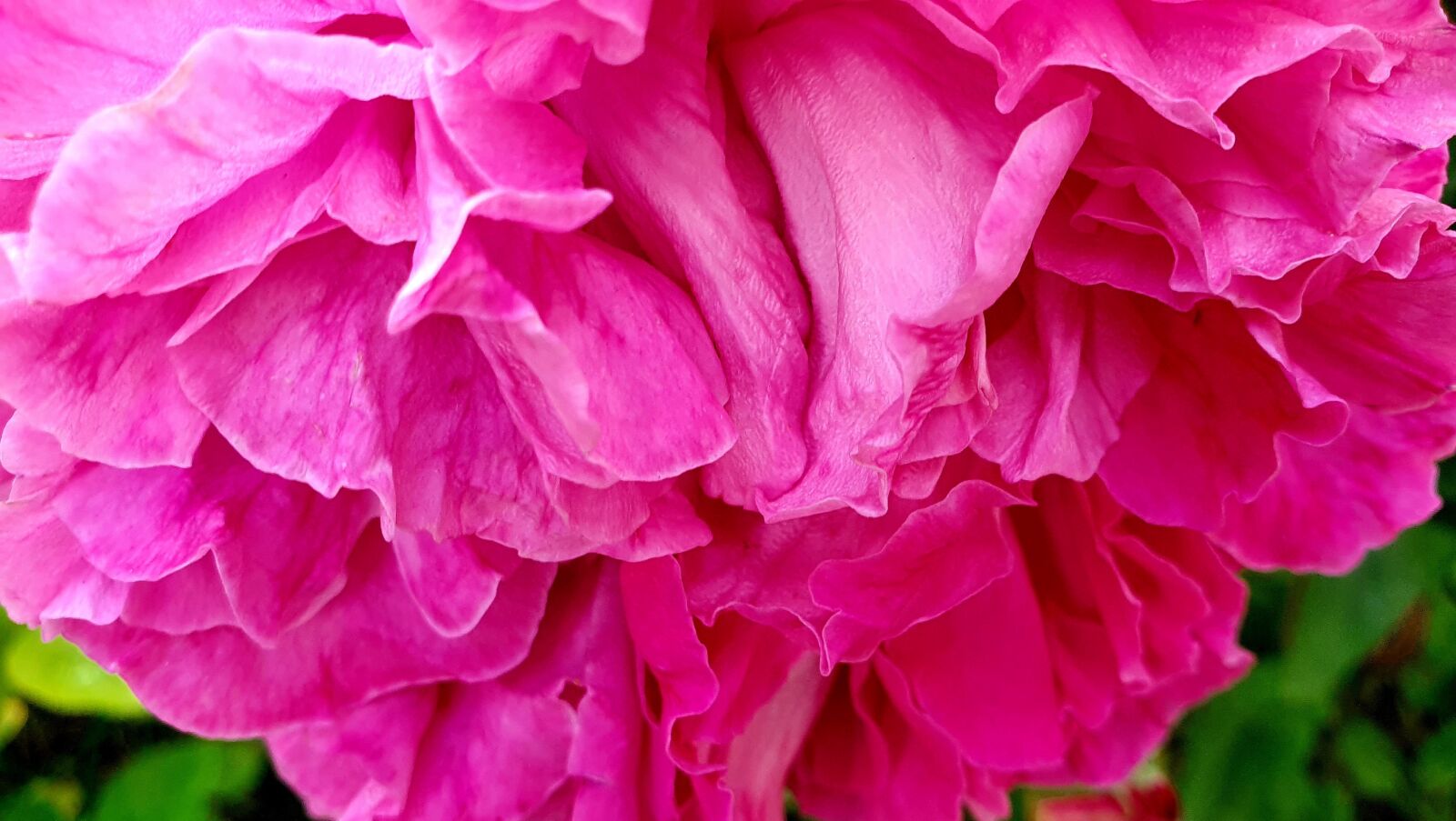 Samsung Galaxy S10e sample photo. Rose, pink, leaves photography