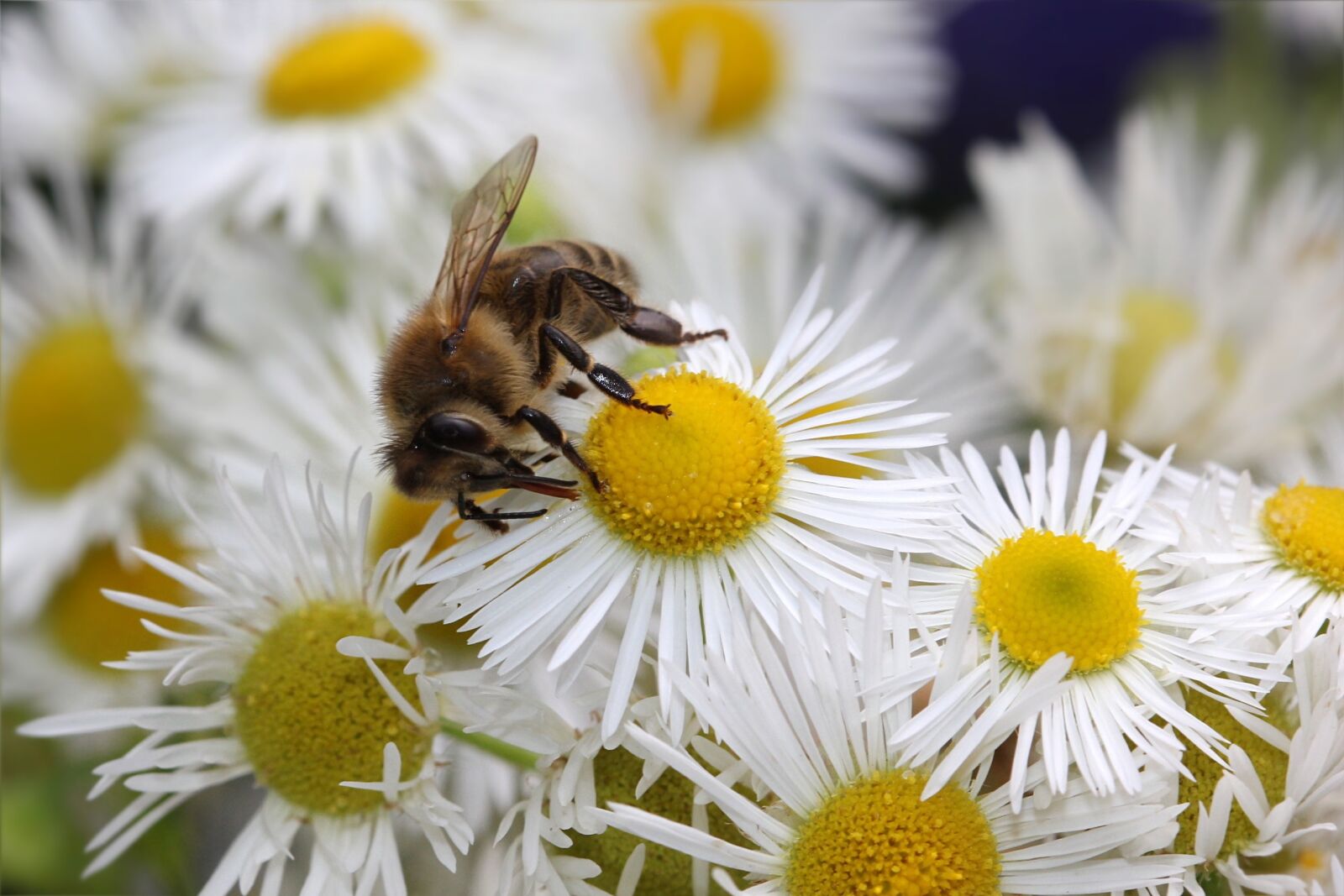 Canon EOS 550D (EOS Rebel T2i / EOS Kiss X4) sample photo. Honey bee, apis, insect photography