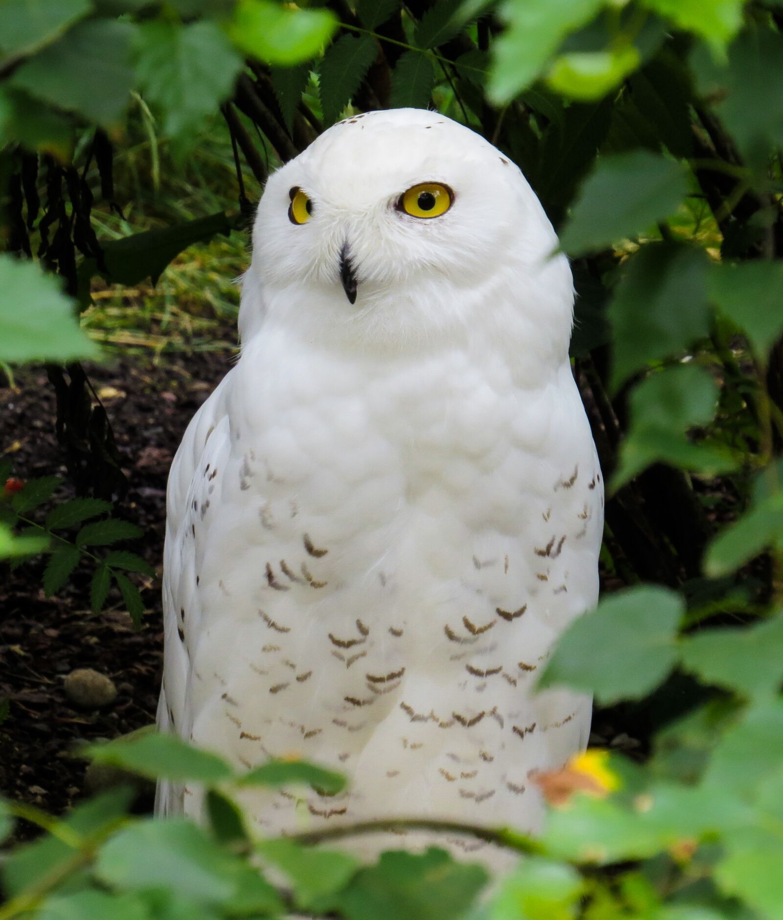 Canon PowerShot SX50 HS sample photo. Animal world, bird, owl photography