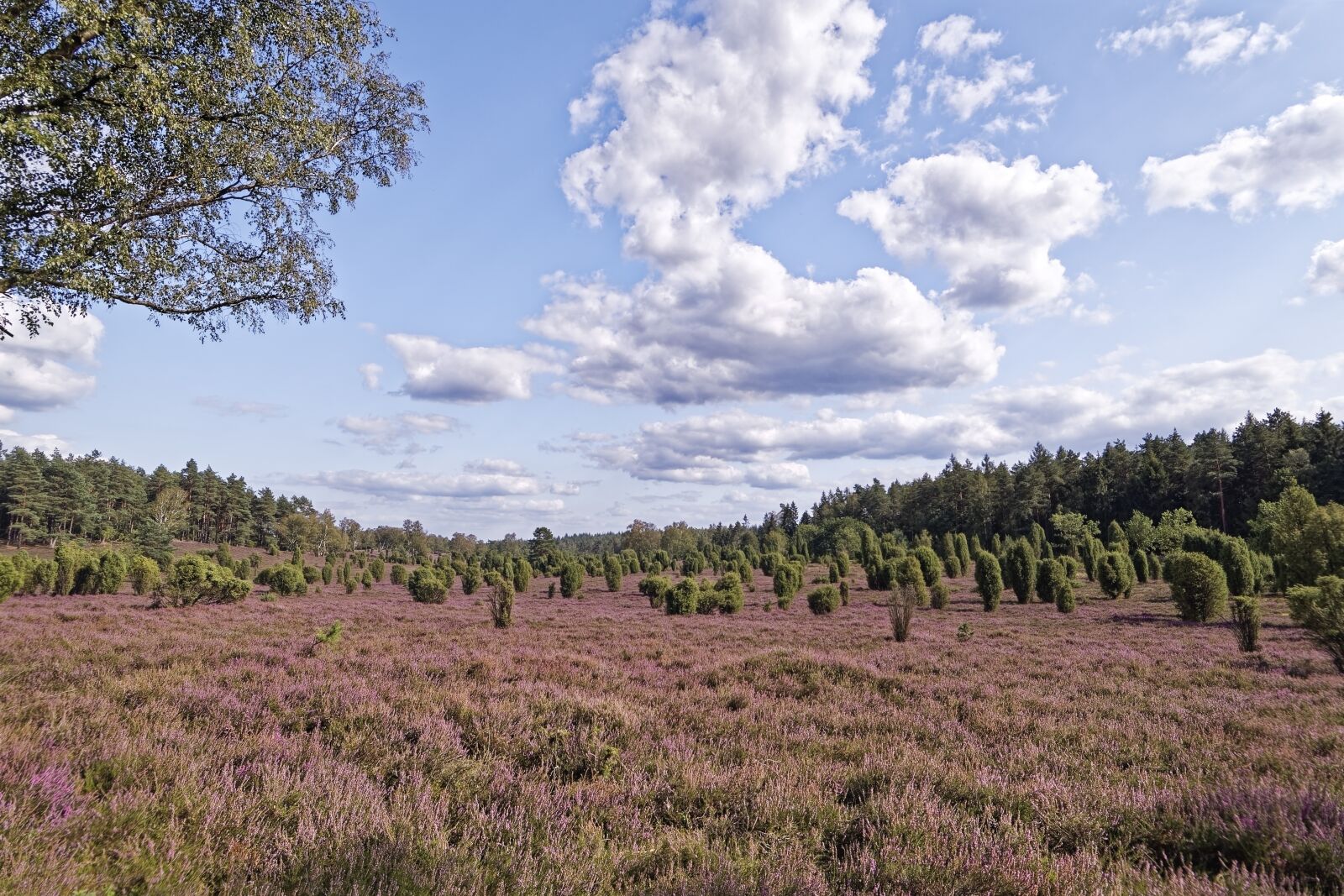 Nikon D500 sample photo. Germany, wacholderheide, eller village photography