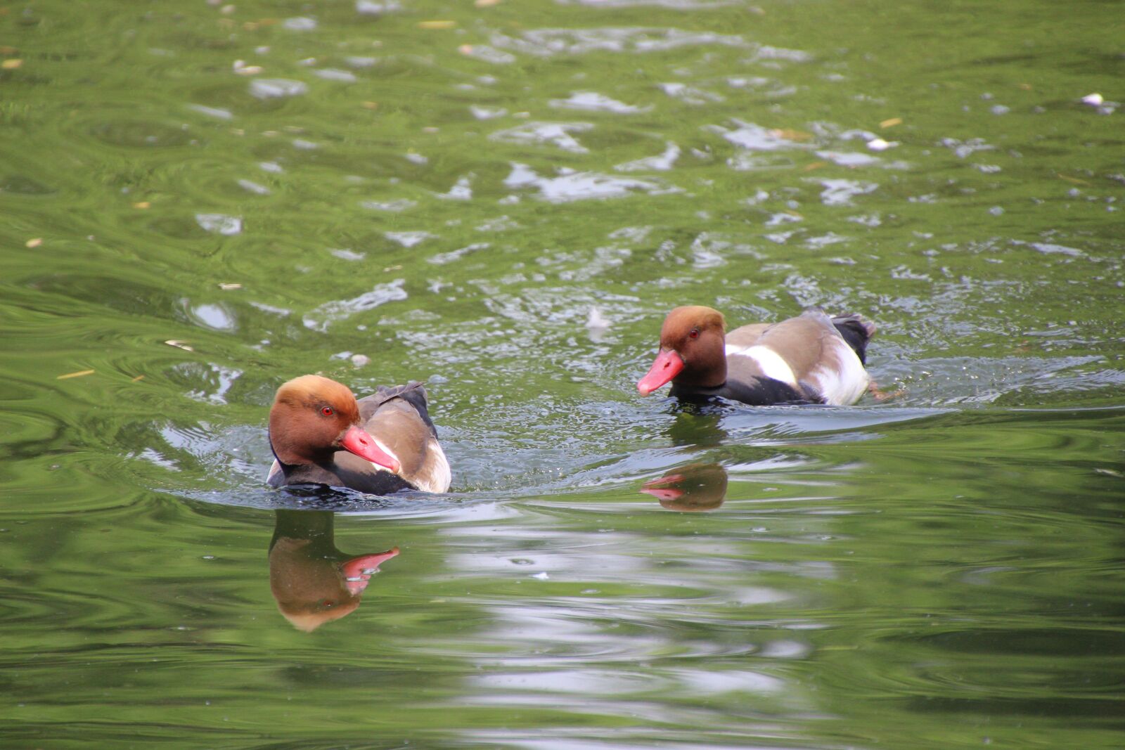 Canon EOS 600D (Rebel EOS T3i / EOS Kiss X5) sample photo. Common pochard, pochard, ducks photography