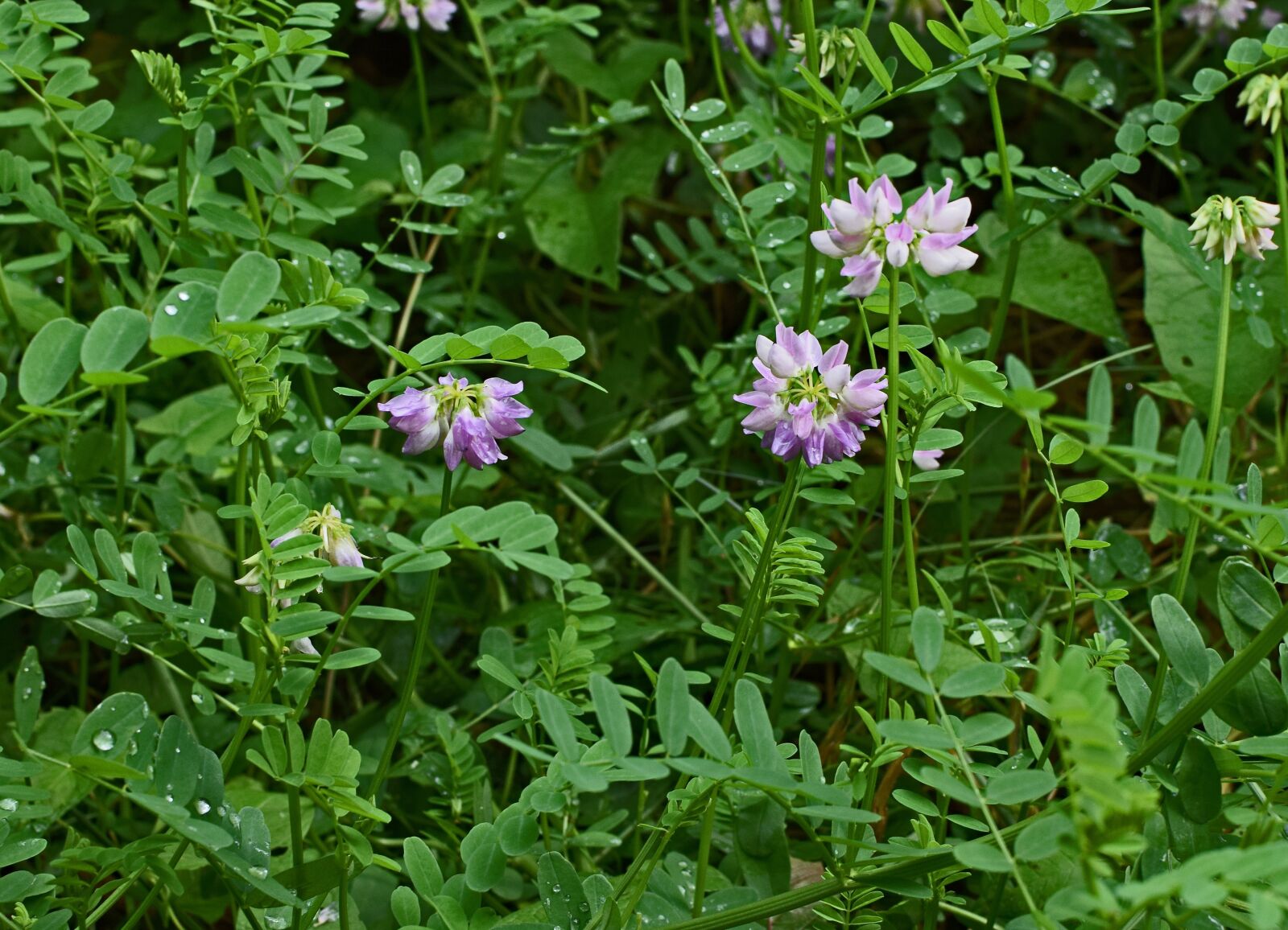 Nikon D3300 sample photo. Crown vetch, flower, blossom photography
