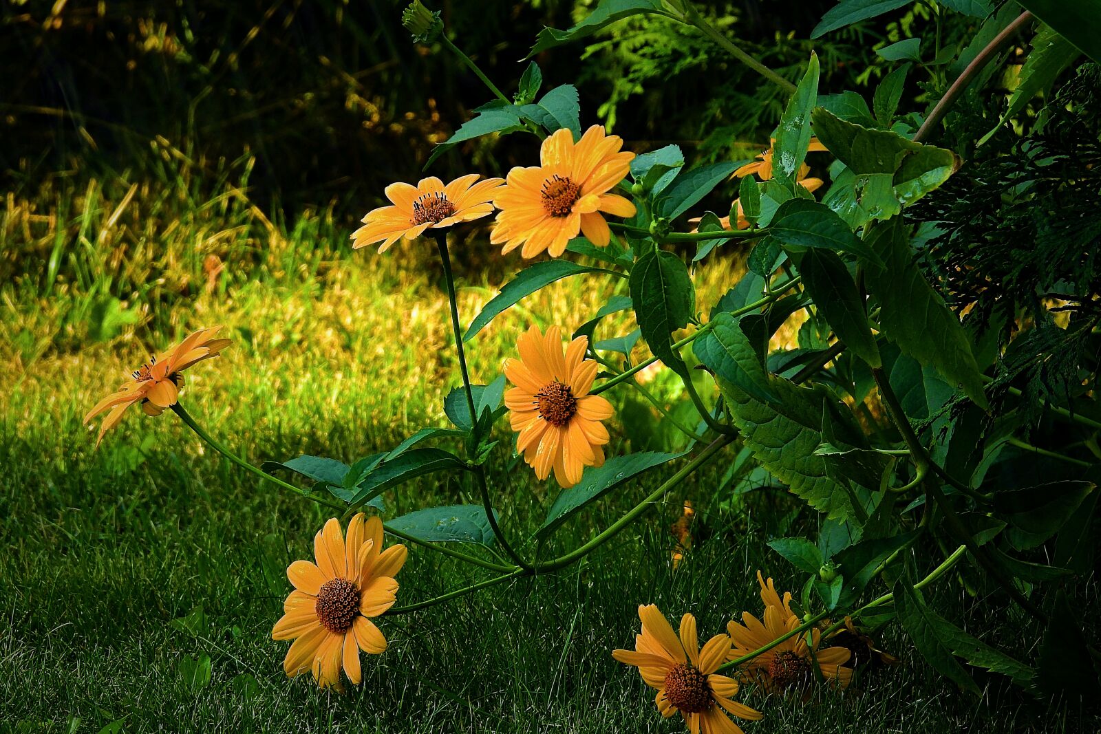 Nikon Coolpix P900 sample photo. Garden, flowers, the beauty photography