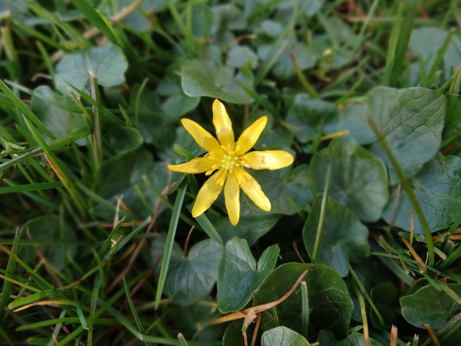 Sony Cyber-shot DSC-HX300 sample photo. Nature, flower, bloom photography