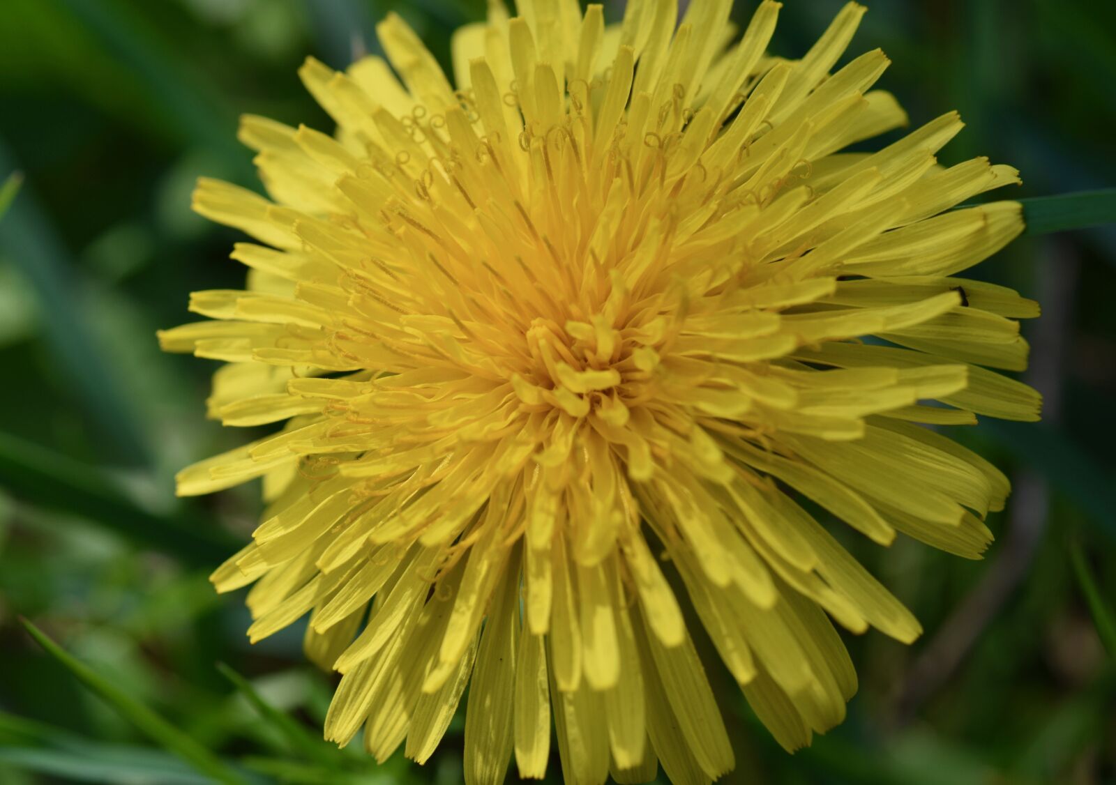 Nikon D5600 sample photo. Dandelion, yellow flower, fleur photography