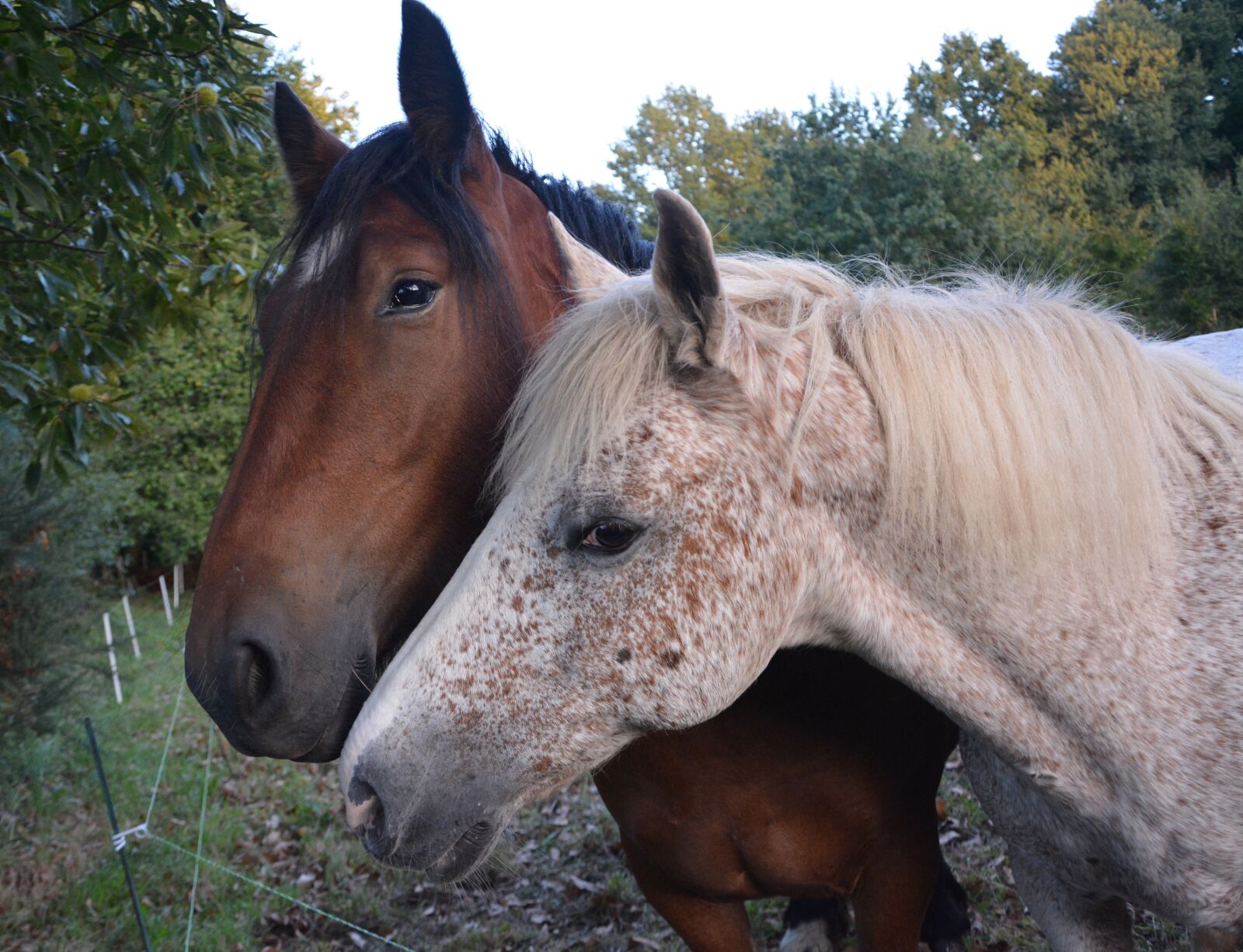 Nikon D5200 sample photo. Horses, complicity, hug photography