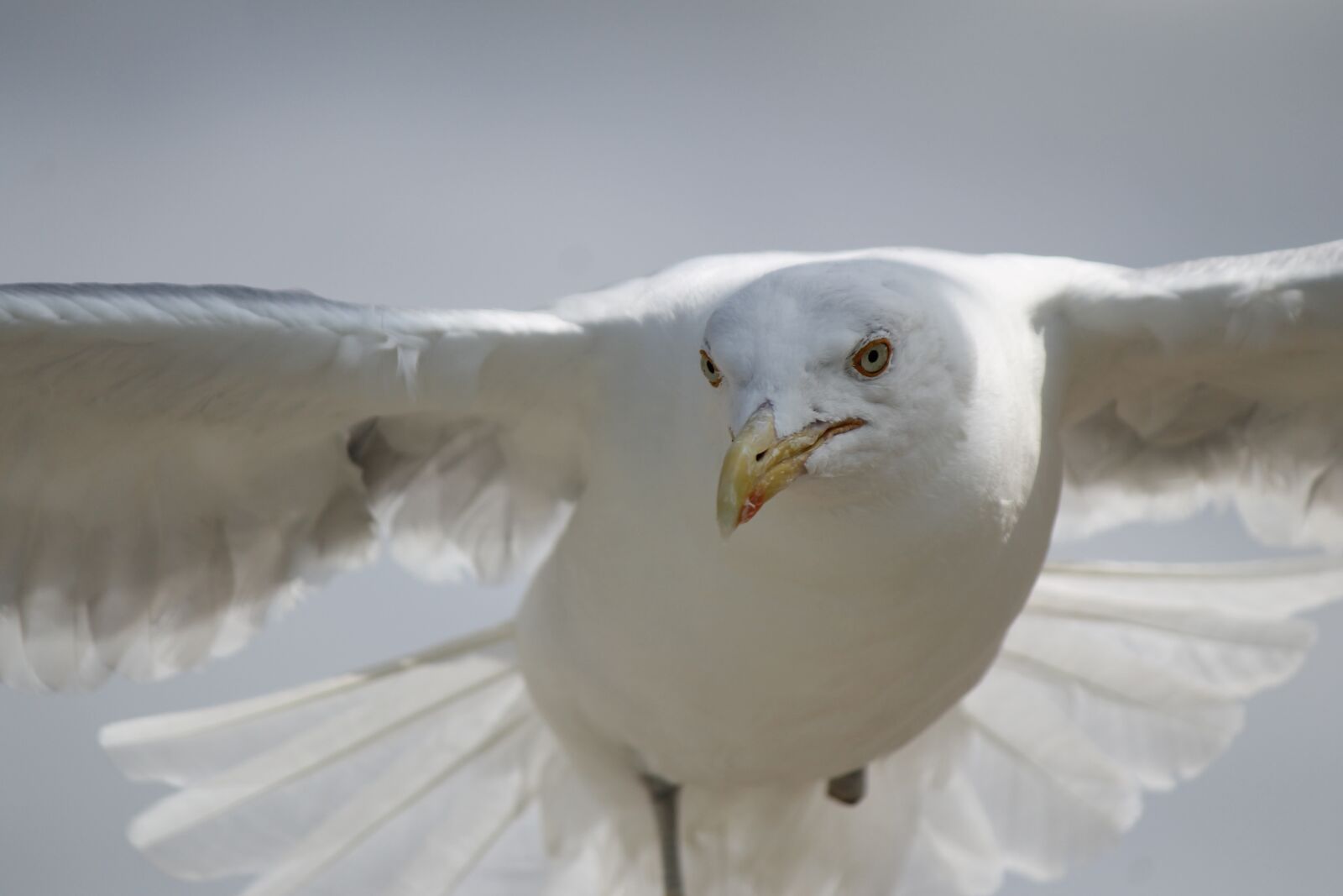 Canon EOS 1100D (EOS Rebel T3 / EOS Kiss X50) sample photo. Seagull, flying, flight photography