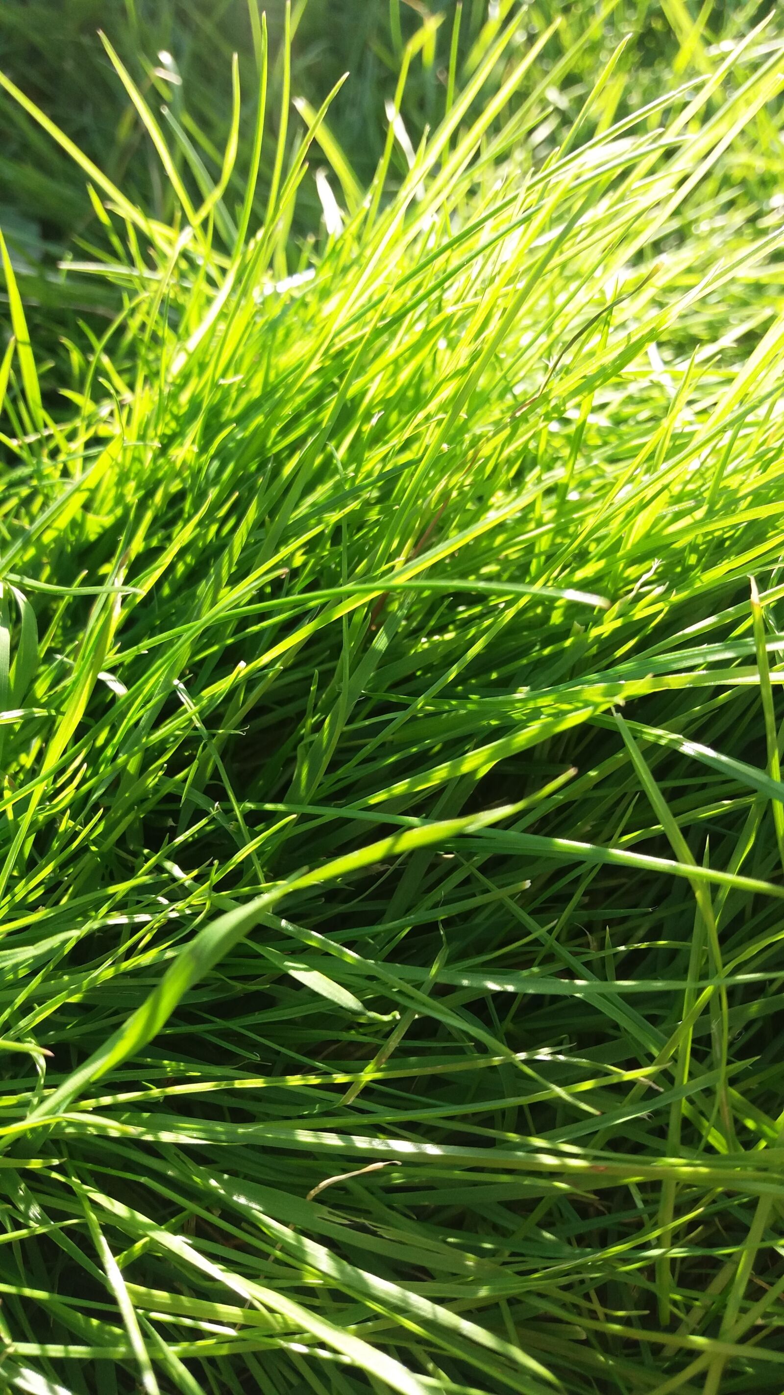 Samsung Galaxy J5 sample photo. Grass, meadow, garden photography