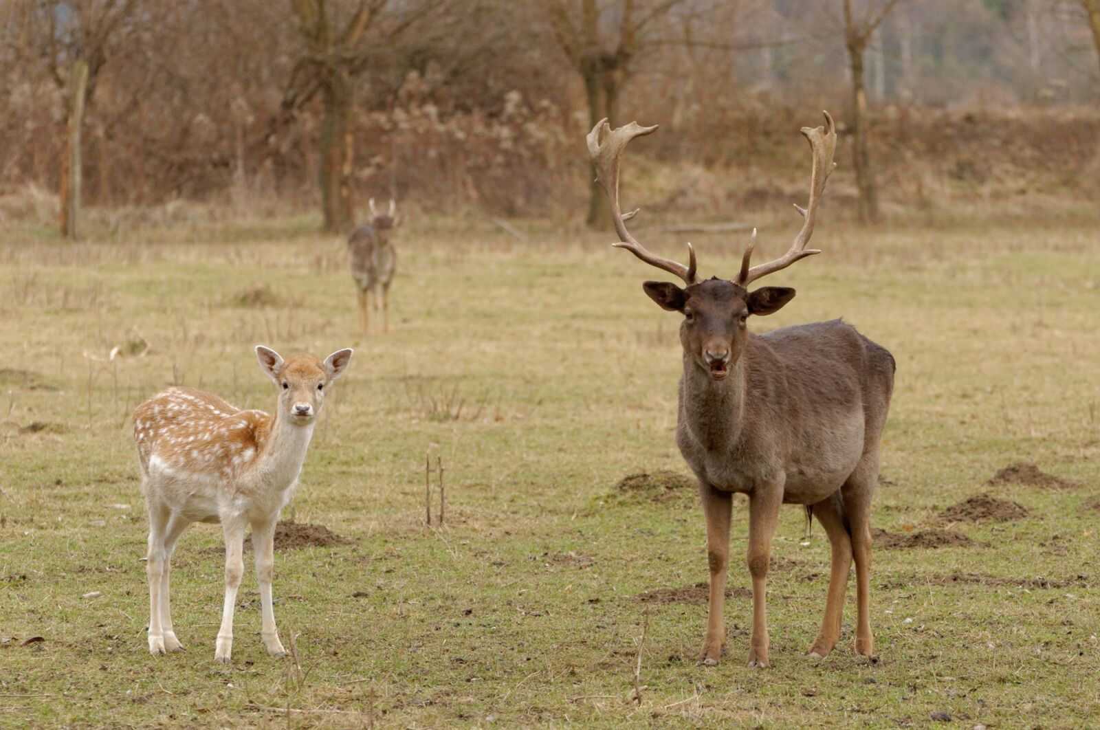 Nikon D90 sample photo. Fallow, cervidae, cuckold photography