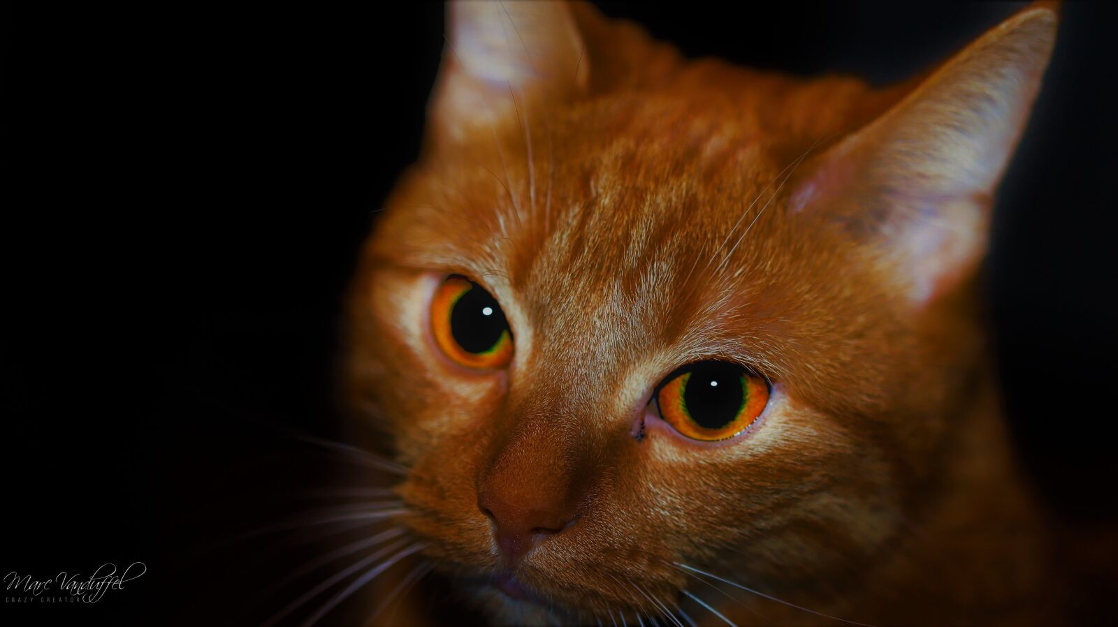 Canon EOS 6D Mark II sample photo. Cat, eyes, feline photography