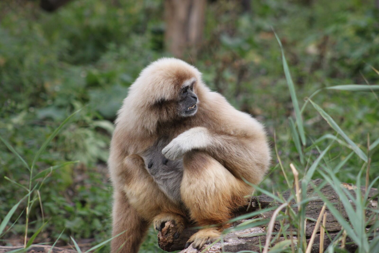 Canon EOS 500D (EOS Rebel T1i / EOS Kiss X3) sample photo. Monkey, primate, mammal photography